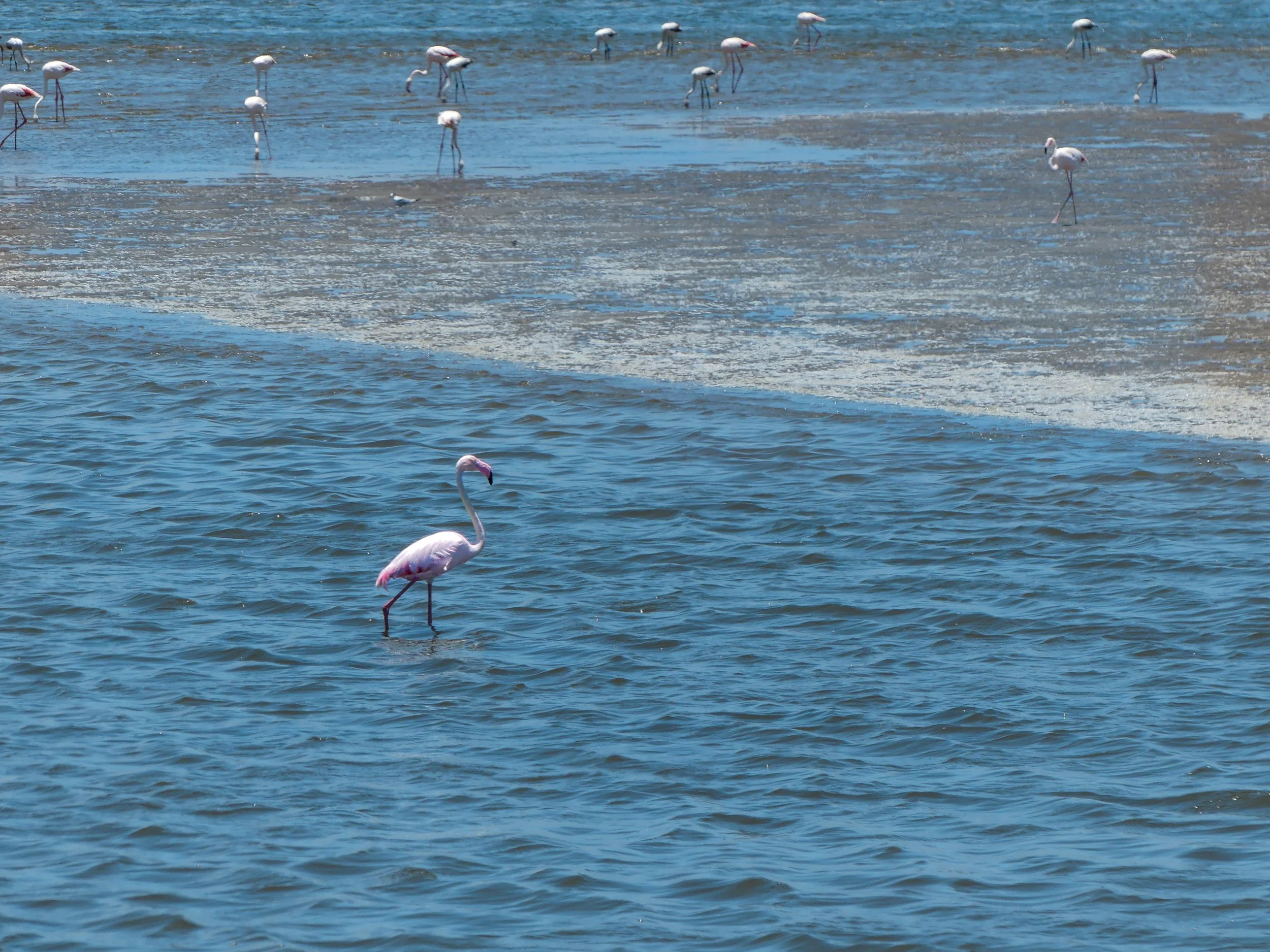 Flamingo Lagoon Walvis Bay Namibia with pink flamingos in shallow water