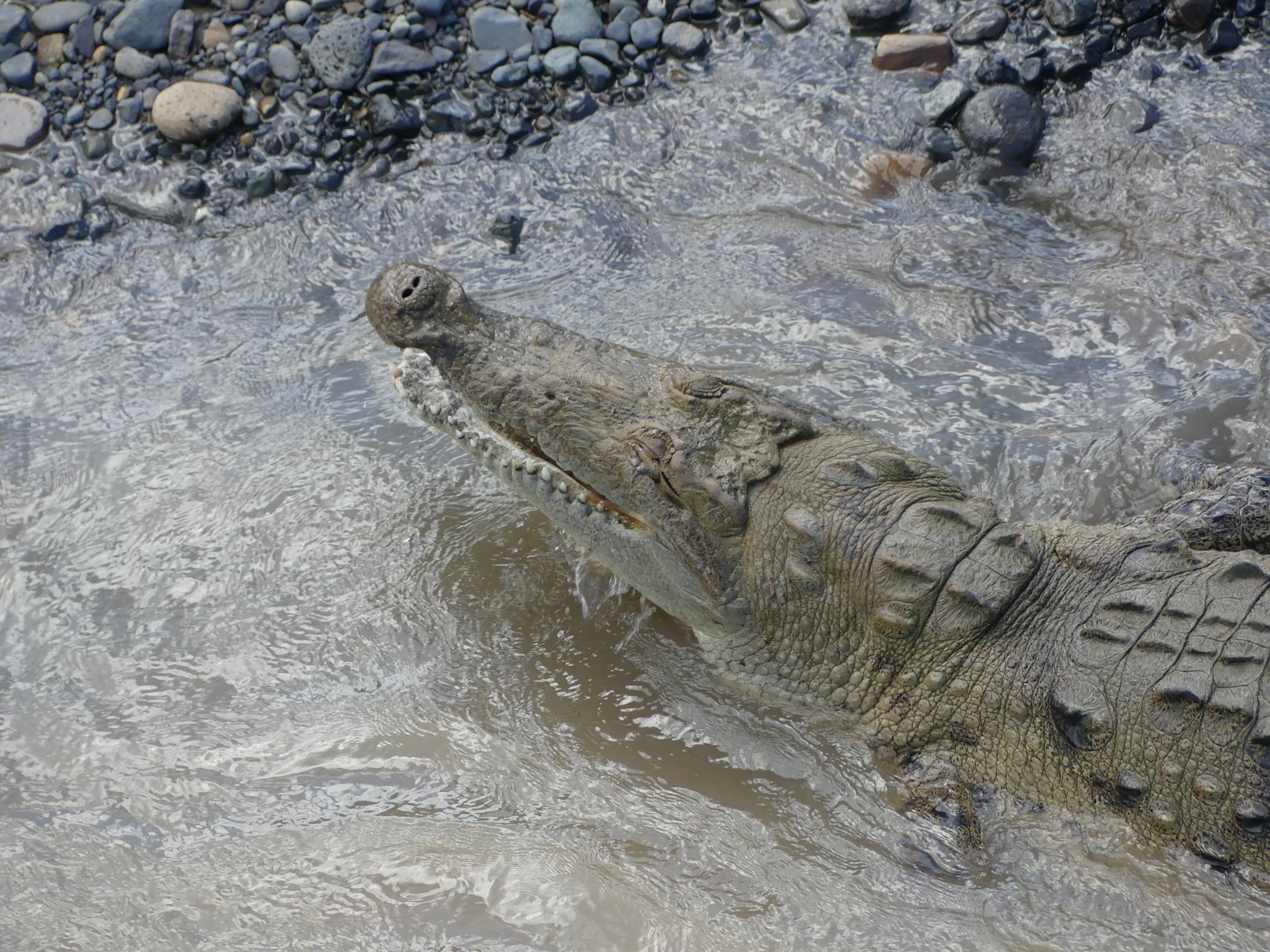 A crocodile in shallow water near a rocky shore.