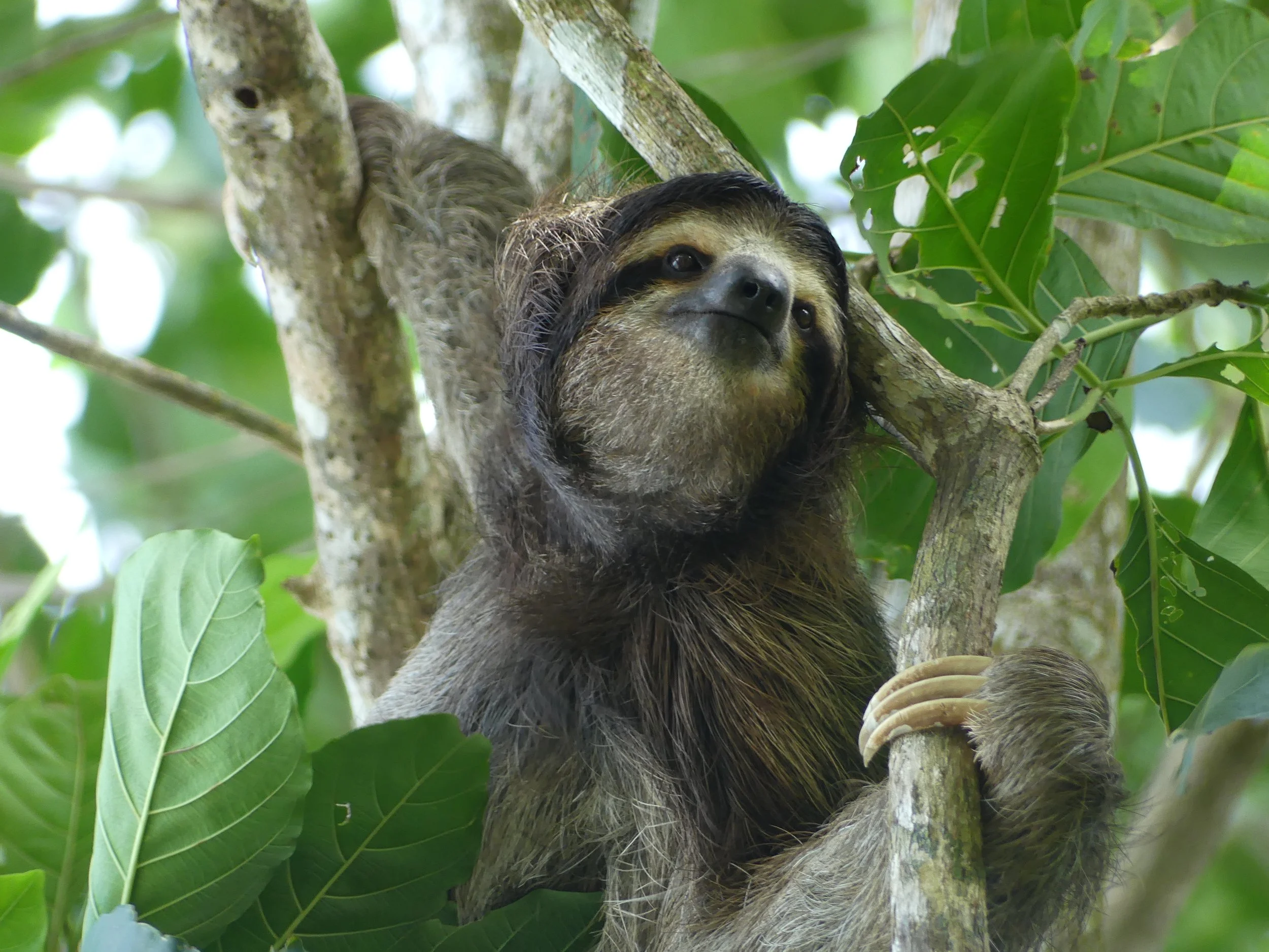 Three-toed sloth climbing a tree in a forest environment.
