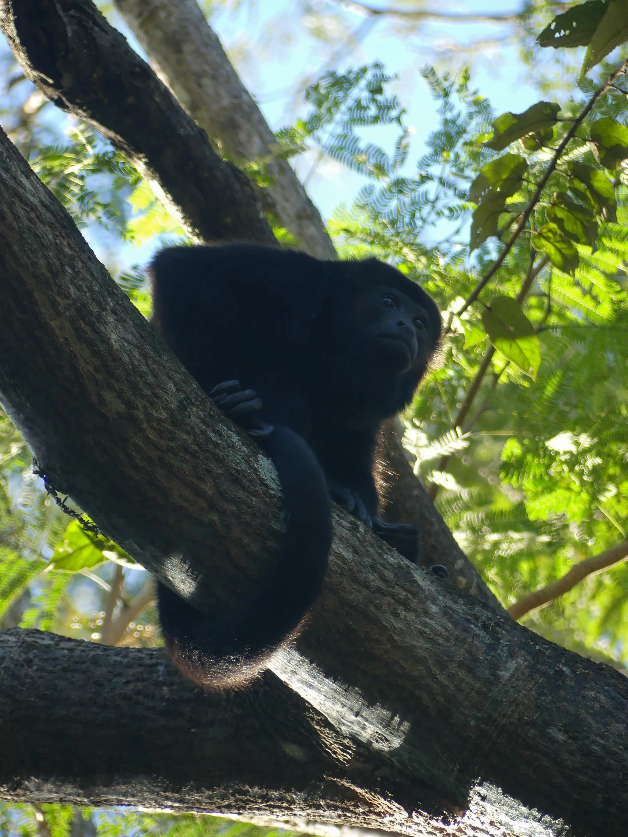 Black howler monkey sitting on a tree branch in a forest.