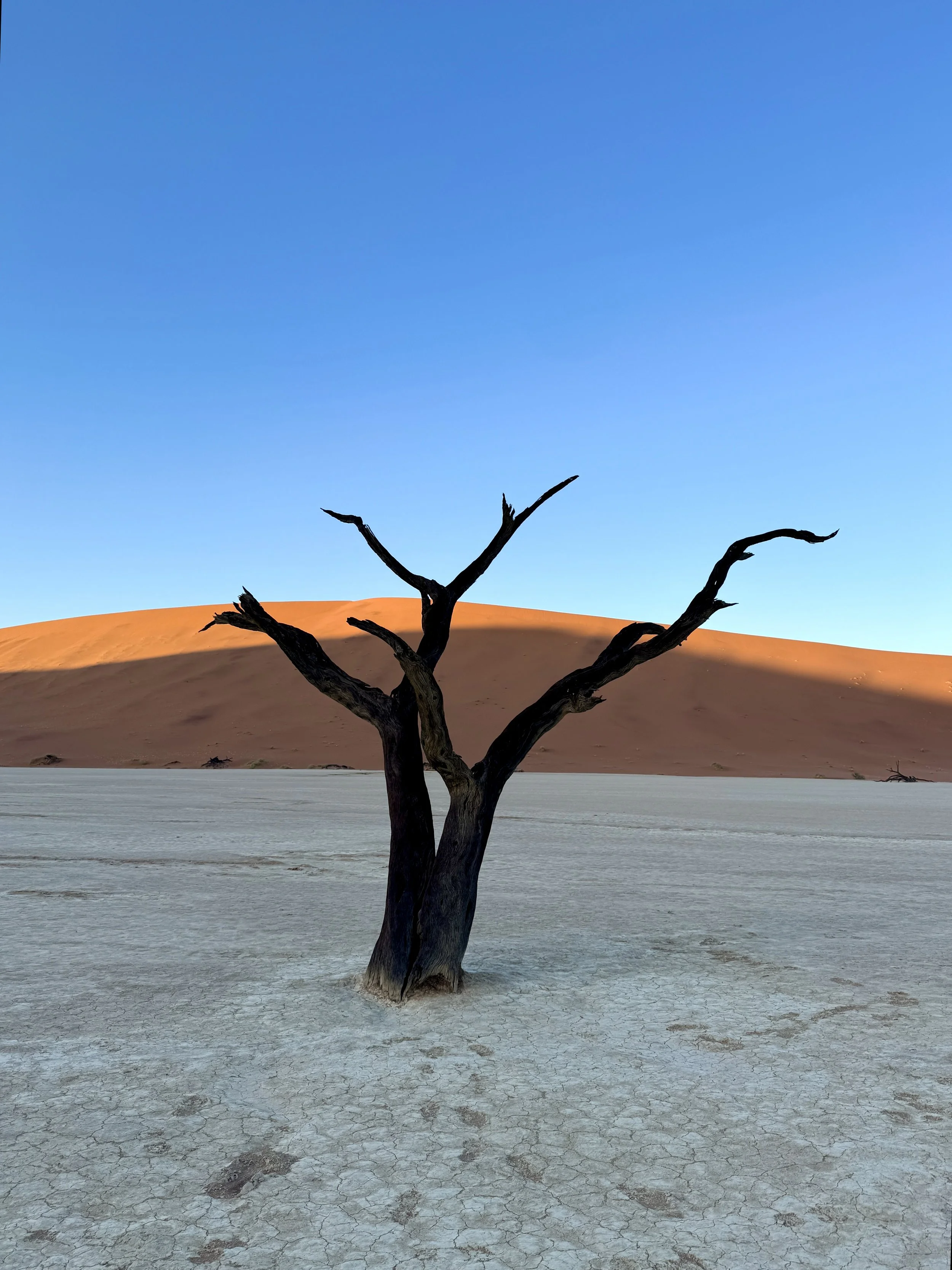 Deadvlei Namibia with dead trees and red sand dunes at sunrise