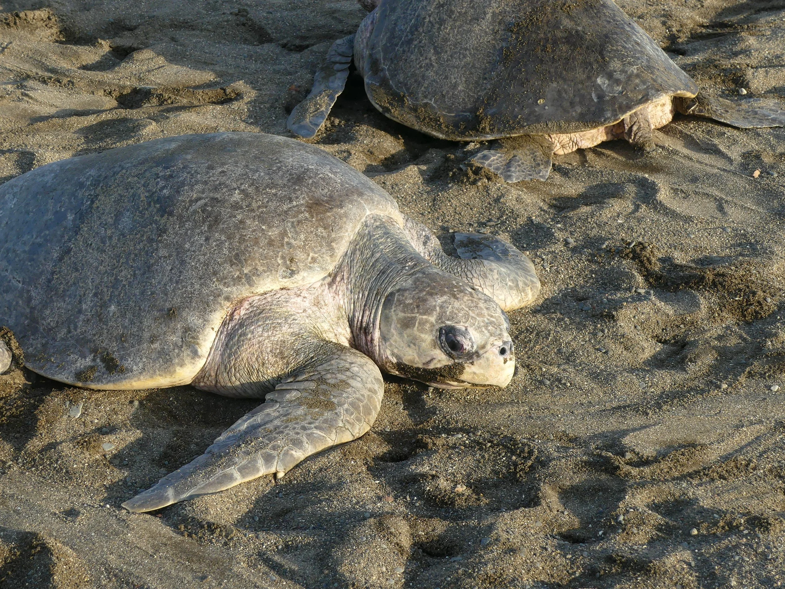 Sea turtles resting on sandy beach