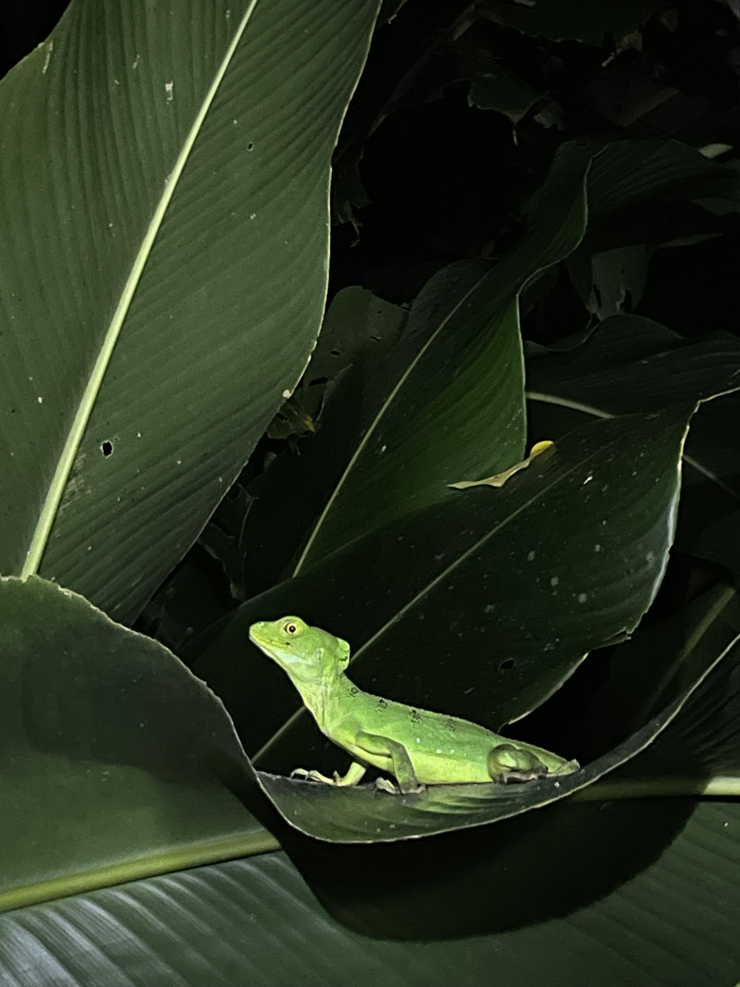 A green chameleon on a large leaf in a dark environment.
