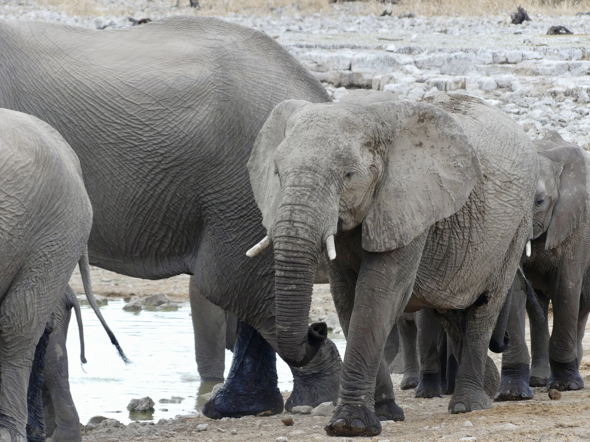 Group of elephants at waterhole in Etosha National Park Namibia safari