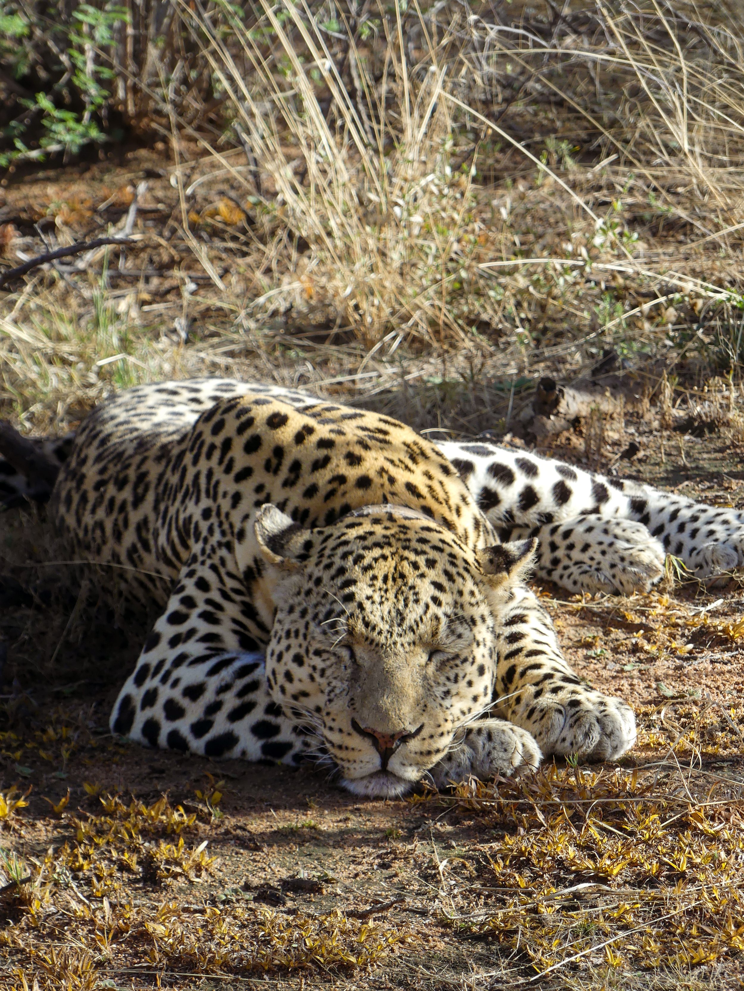 Leopard tracking experience at Okonjima Nature Reserve Namibia with radio collar monitoring wildlife