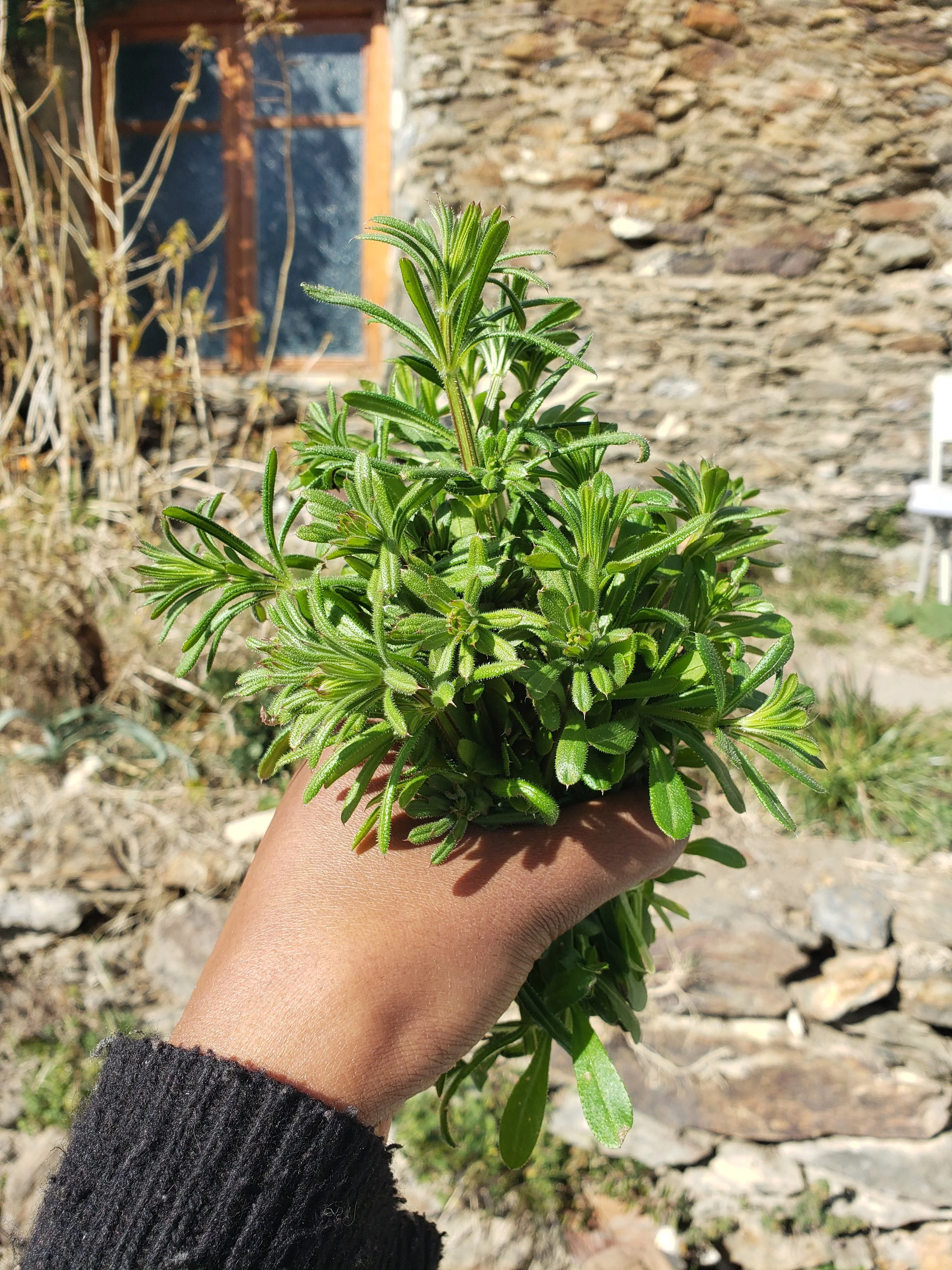 Spring Folk Herbalism Series