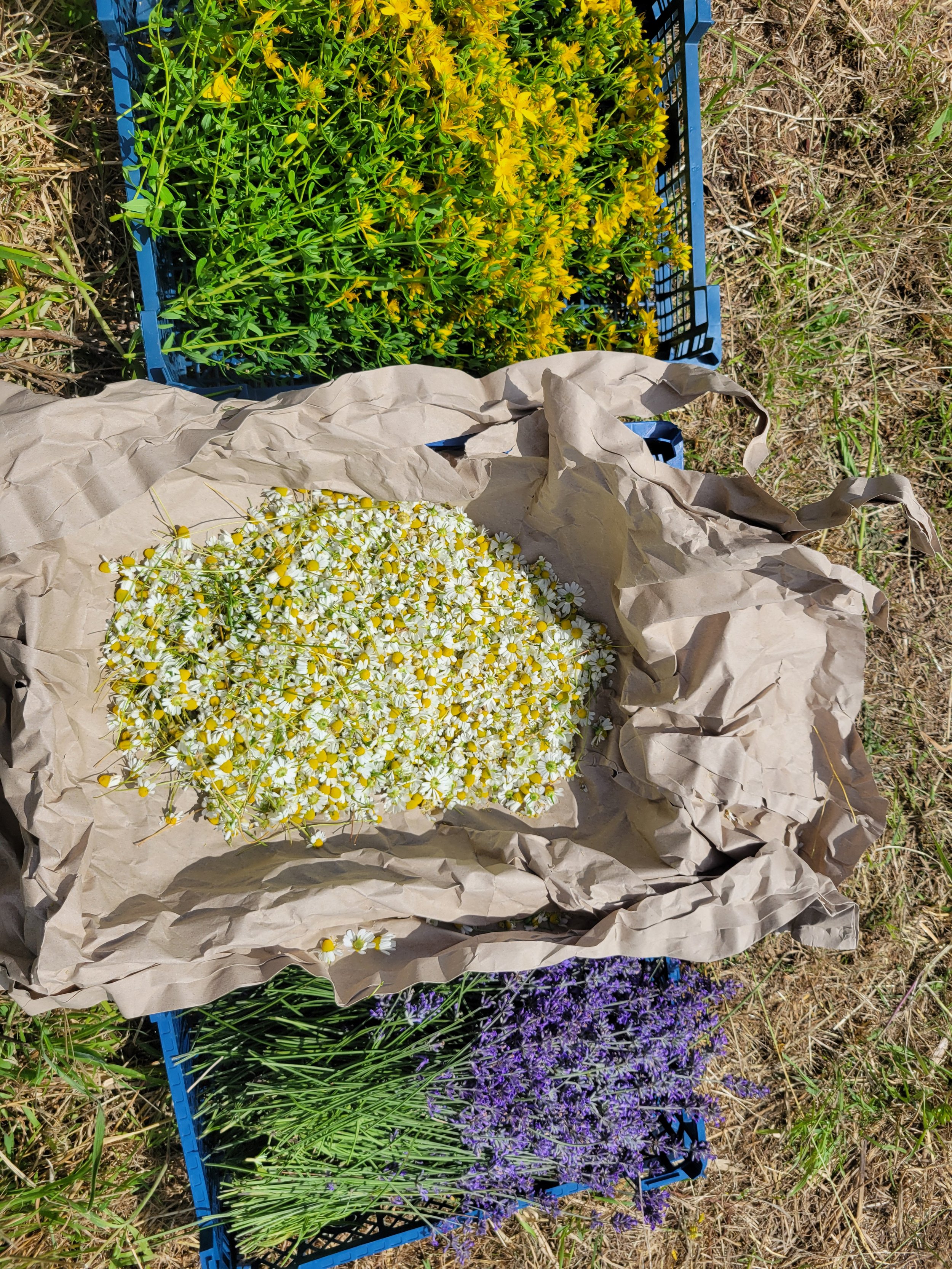 20250628_150948 (1).jpg