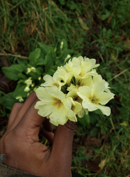 Primrose and Cowslip: A Herb for the start of spring&nbsp;