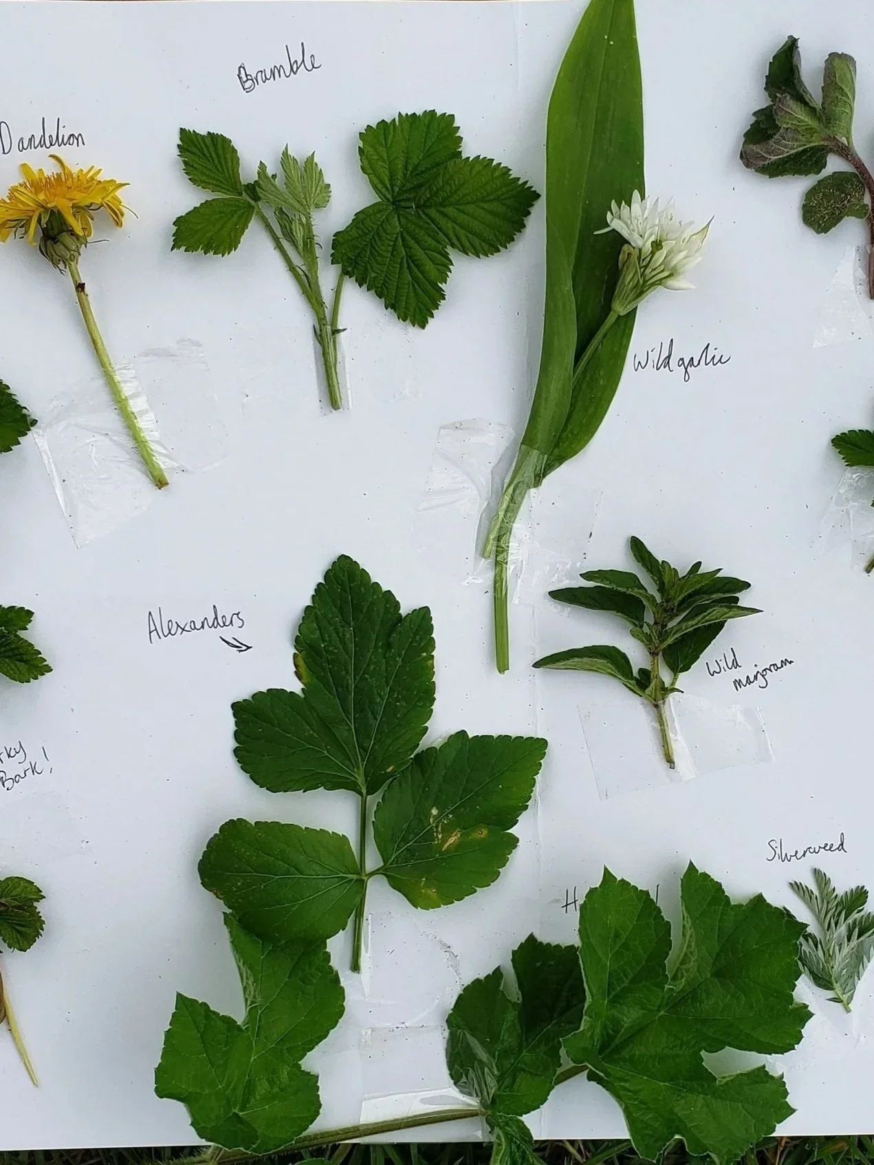 radical-plant-folk15.webp