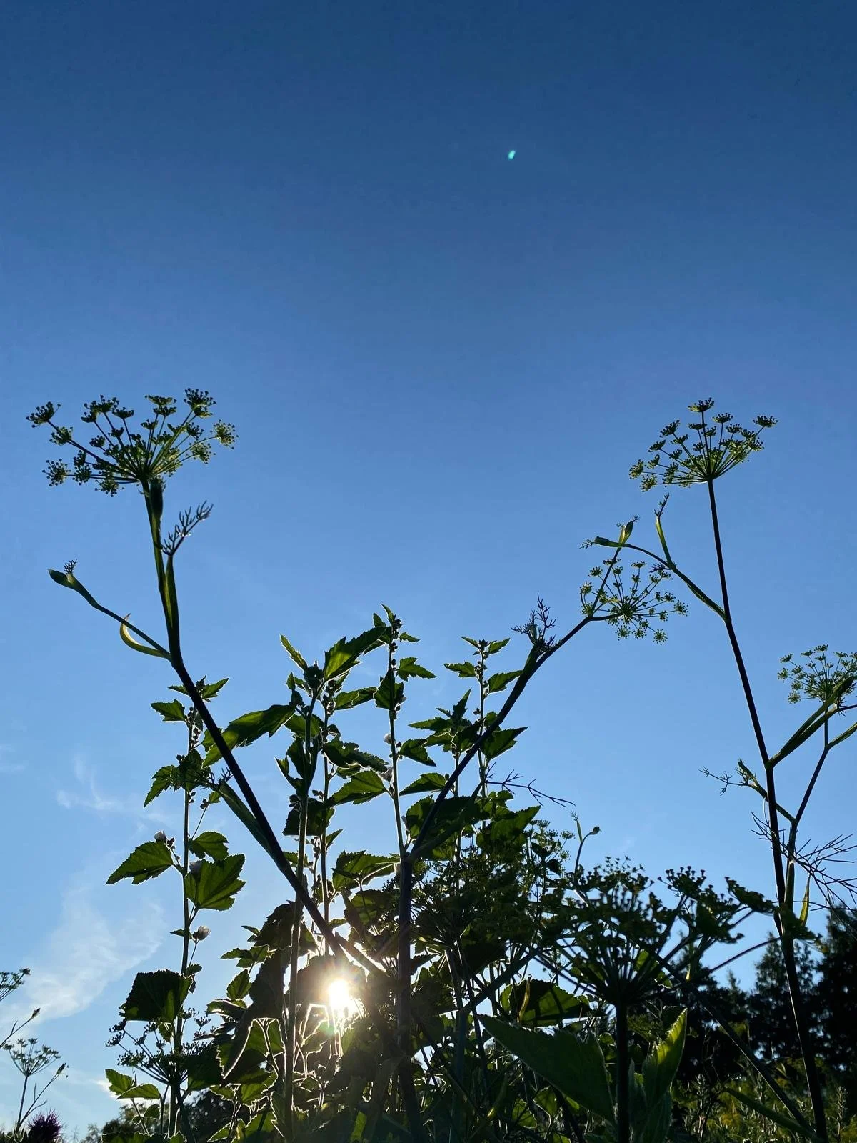 Plant Club - fortnightly Wednesdays