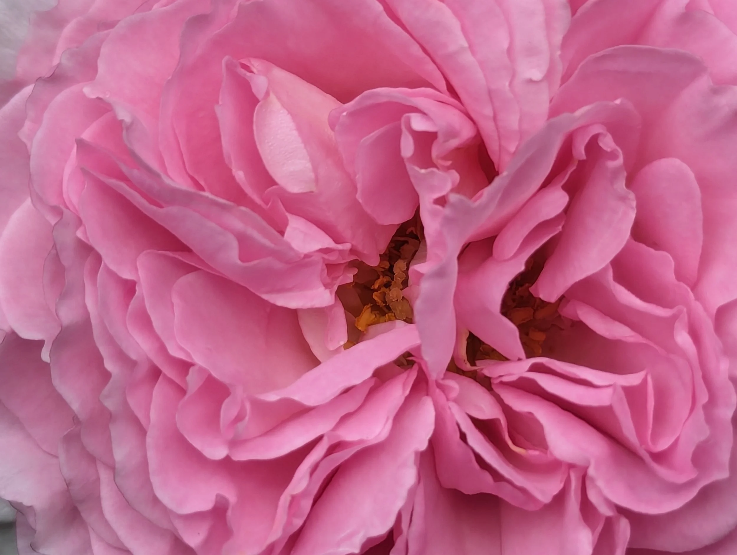 Herbs for Women’s Health Series and herbs for women’s health talk With Annie Gardner