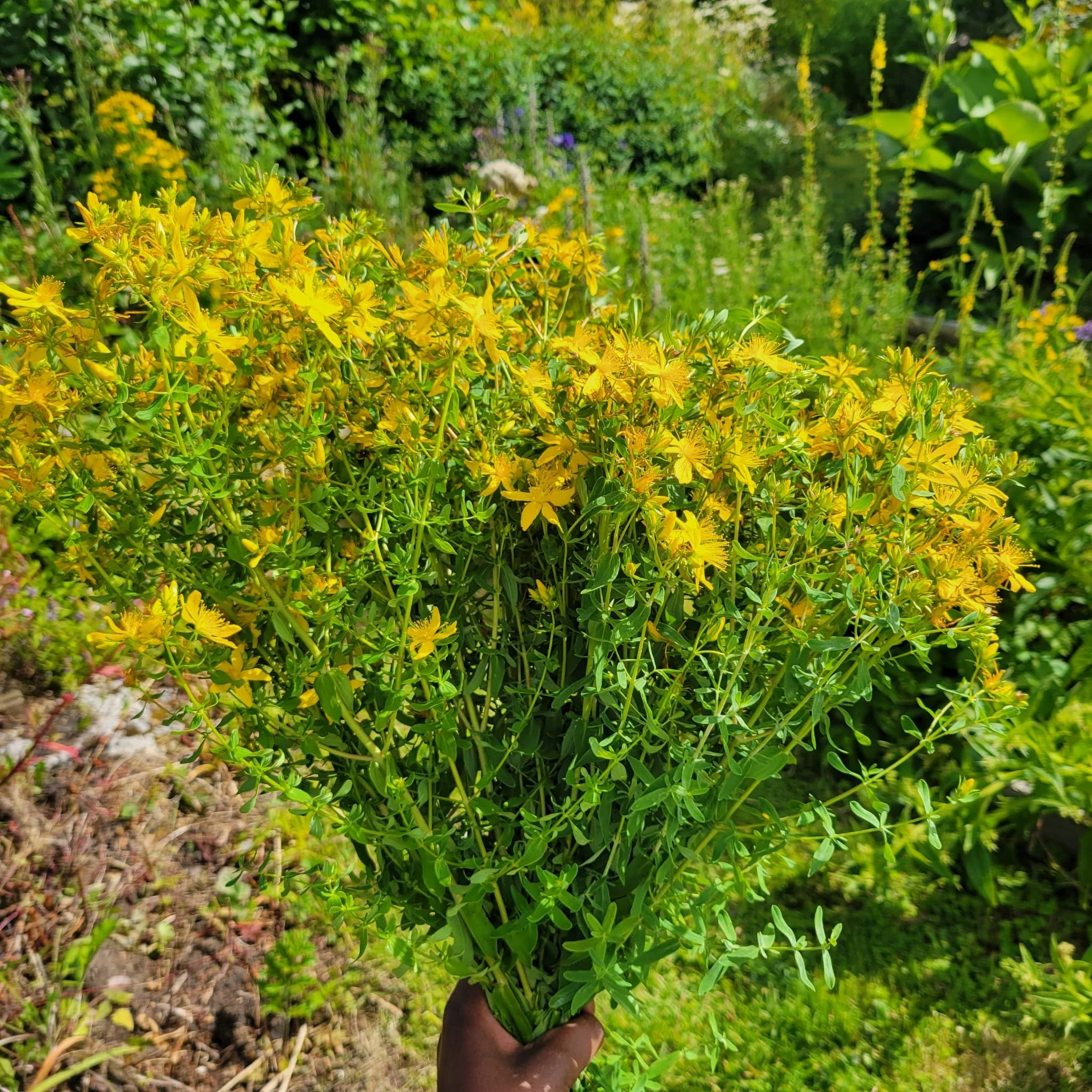 Outdoor Summer Herb School