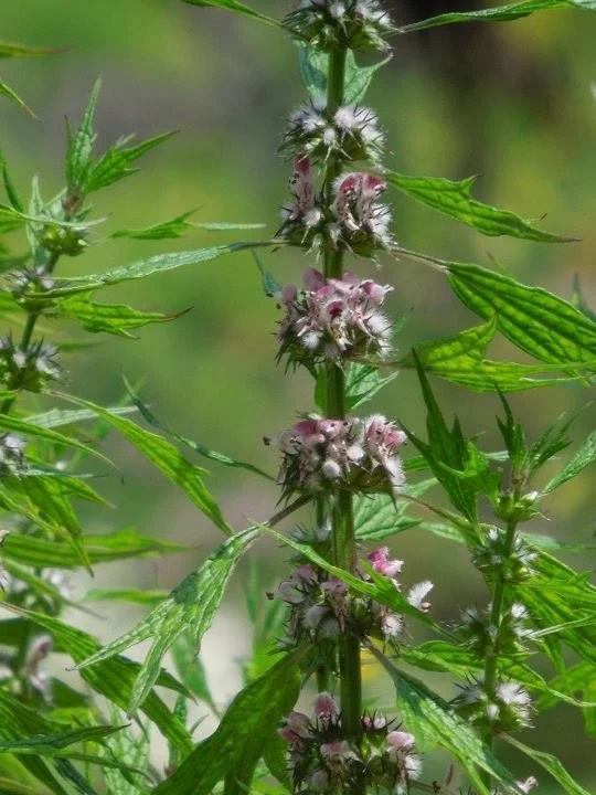 motherwort 2.jpg