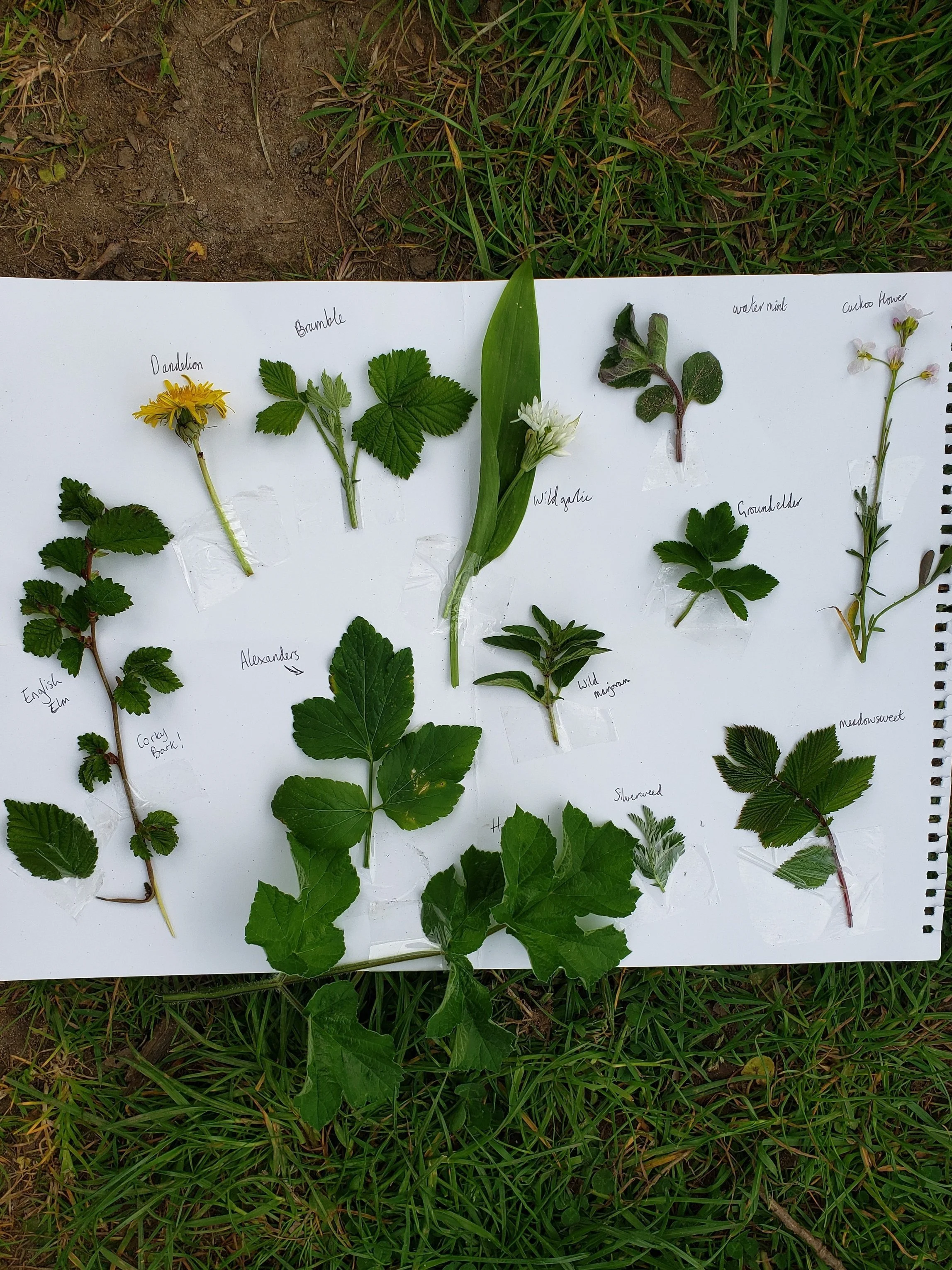 Spring Wild Food and Medicine Walk