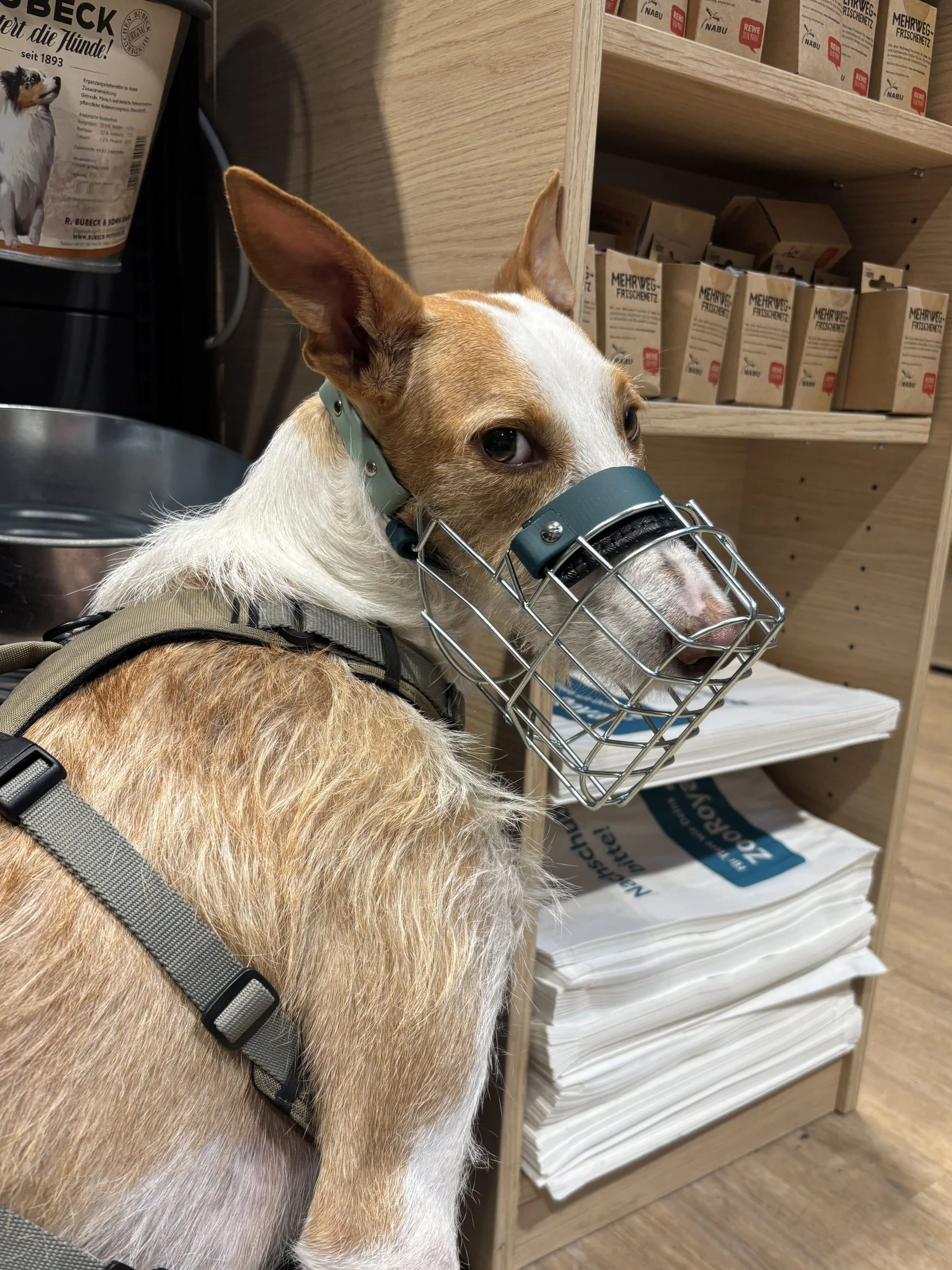 Podenco nach der Maulkorbberatung in Hamburg