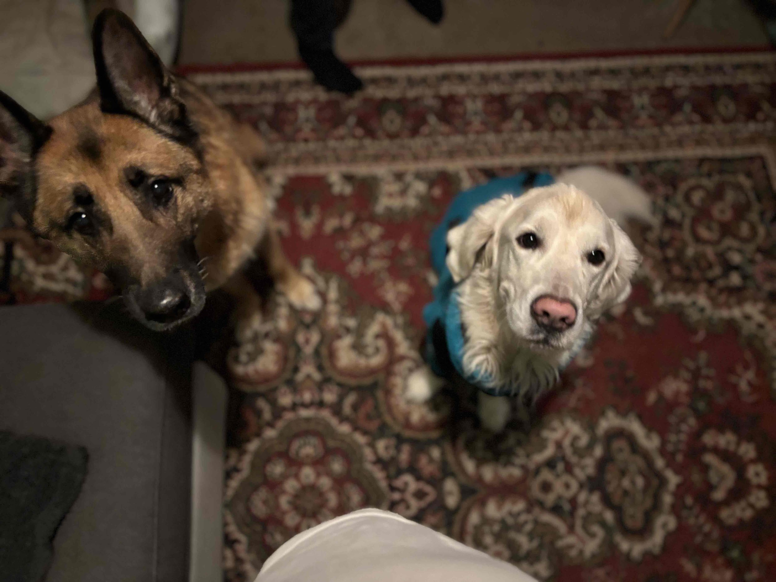 Kaufberatung in Hamburg vor dem Hundekauf