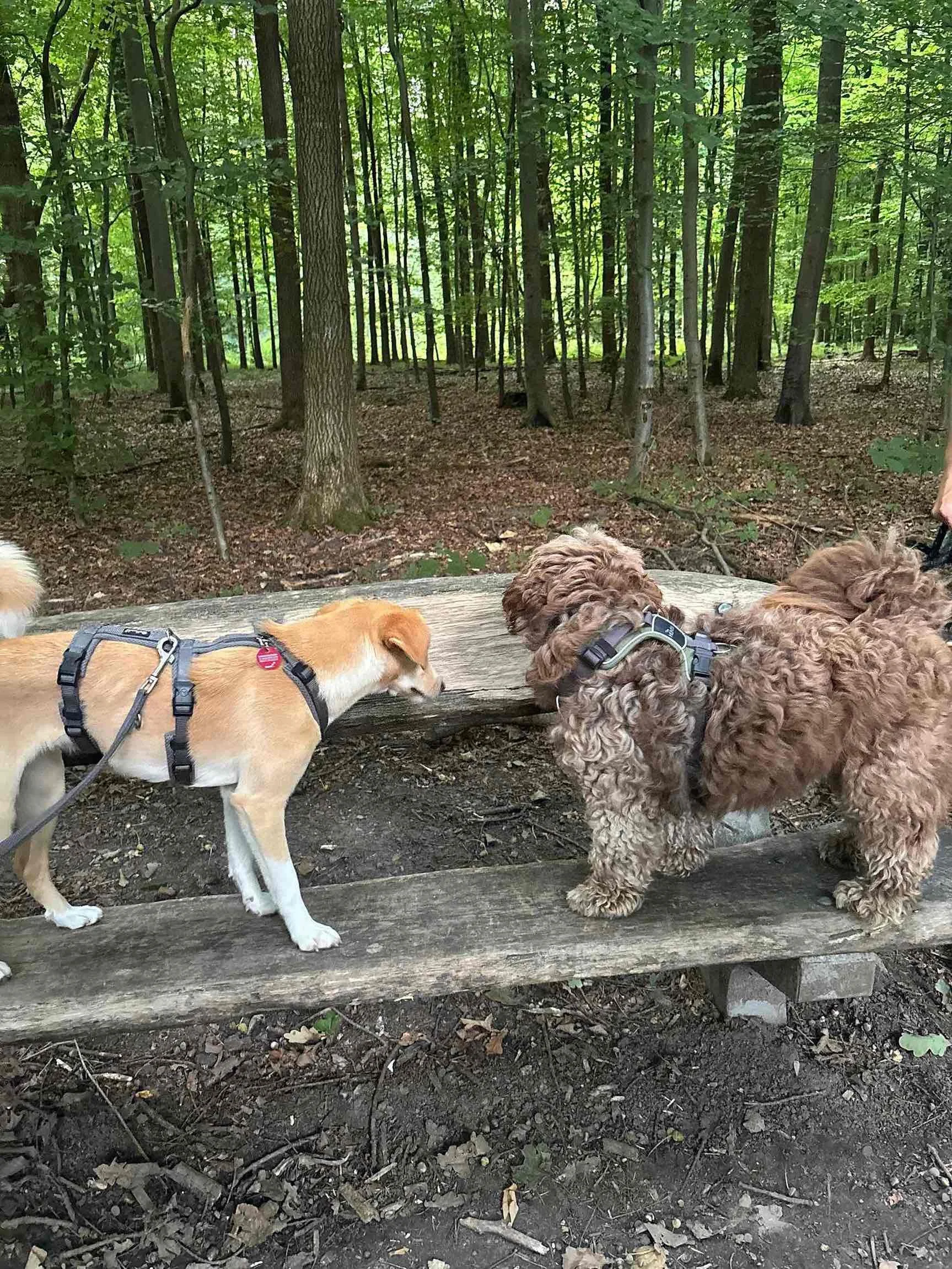 Hundetraining Hamburg