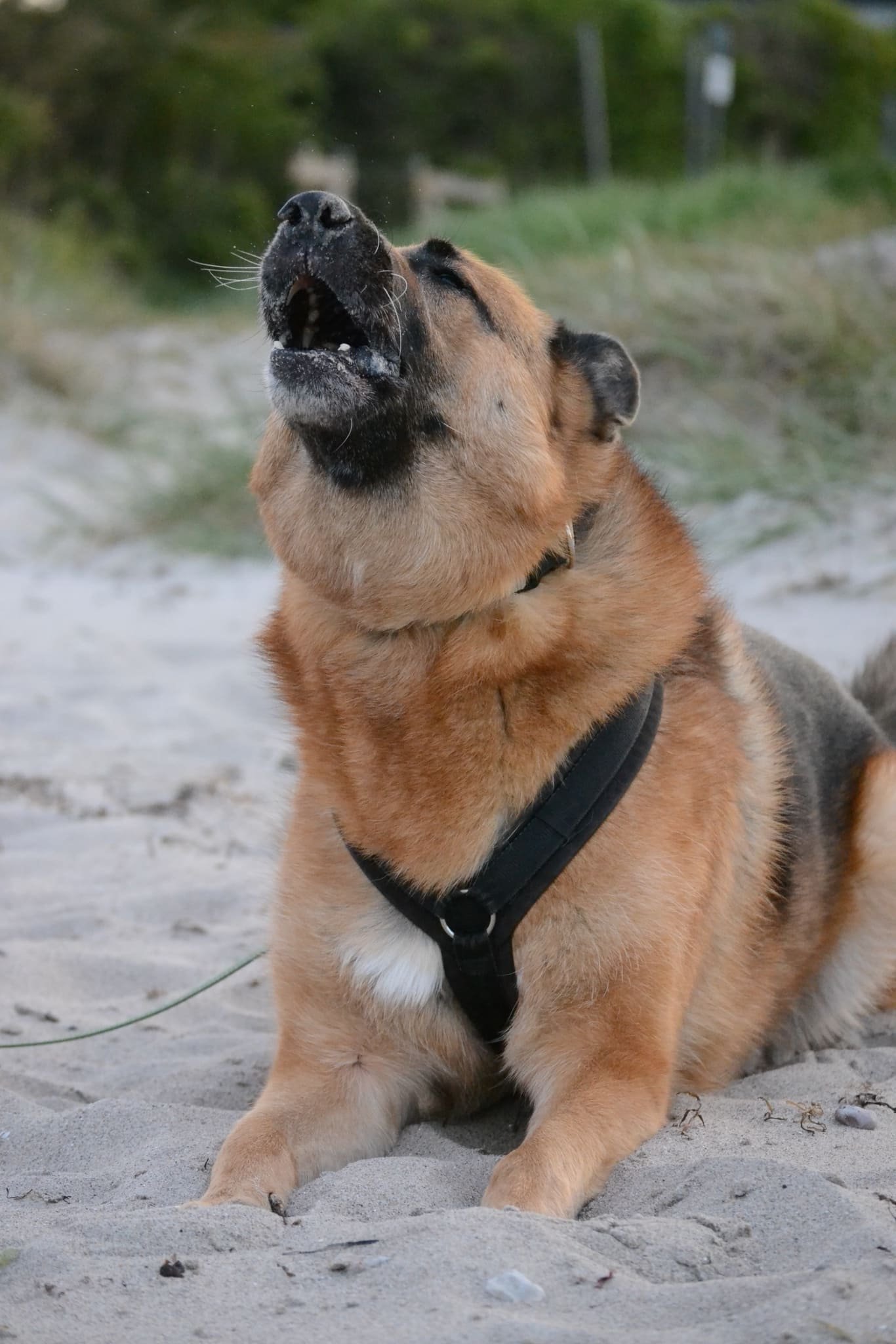 Hund bellt andere Hunde an: Was steckt dahinter?