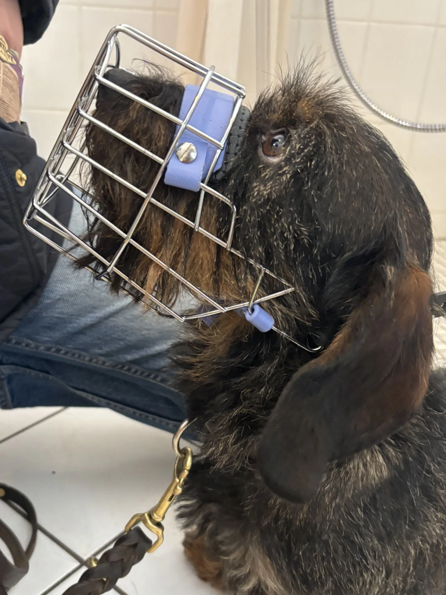 Dackel mit neuem Maulkorb nach Maulkorbberatung