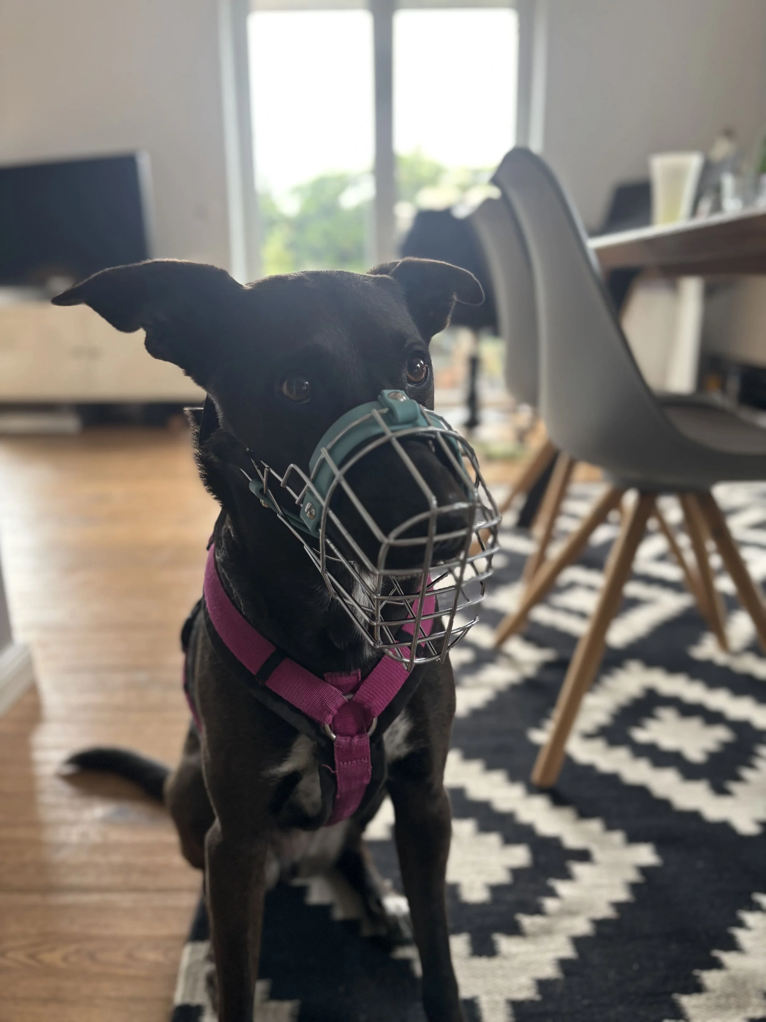 Hund mit maßangefertigtem Maulkorb