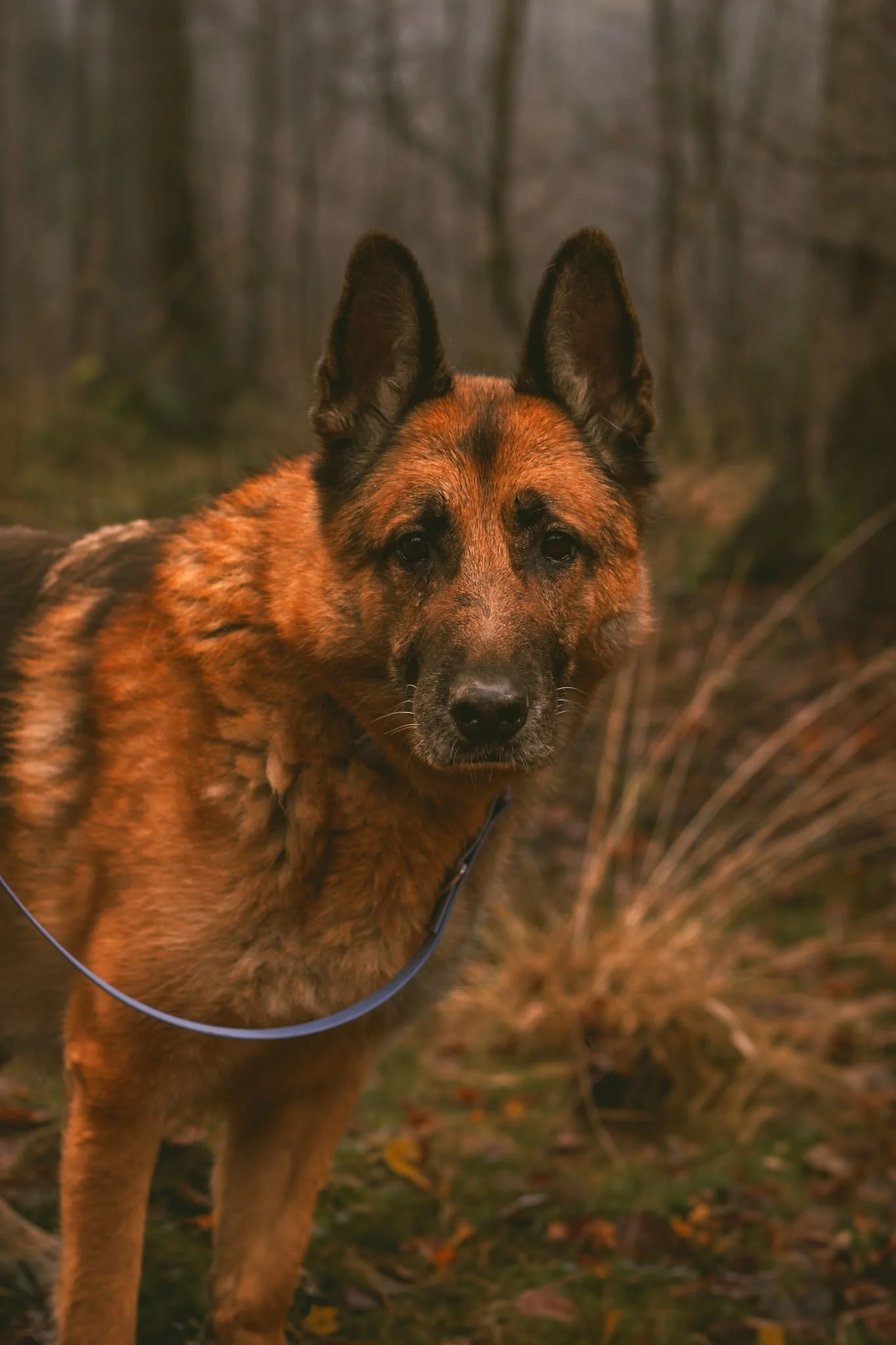 Schäferhund beim Social Walk von Köter und Kumpanen