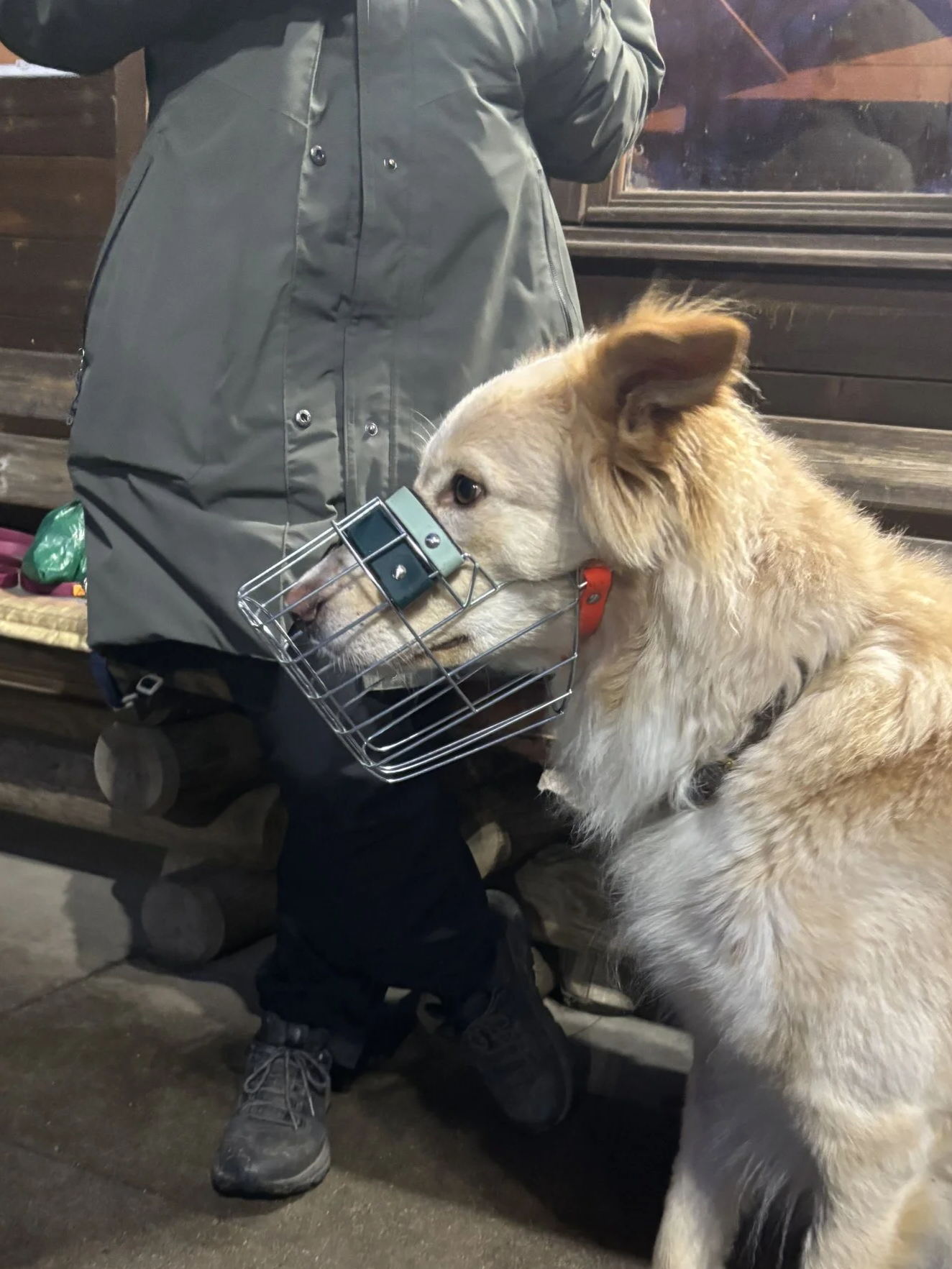 Hund mit angepasstem Maulkorb von Köter & Kumpanen