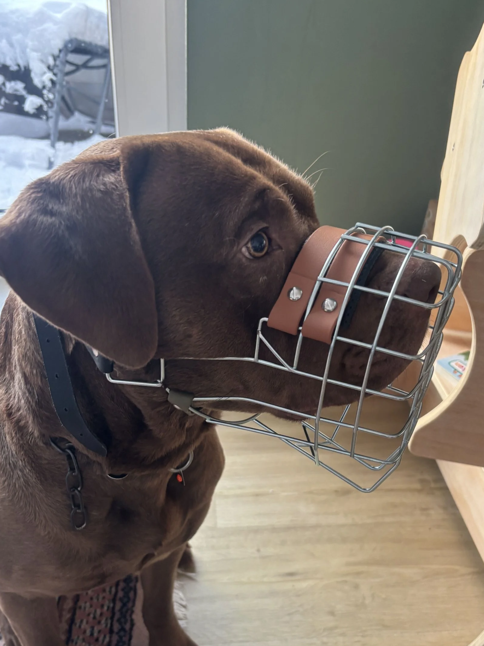 Hund mit Maulkorb von Köter & Kumpanen