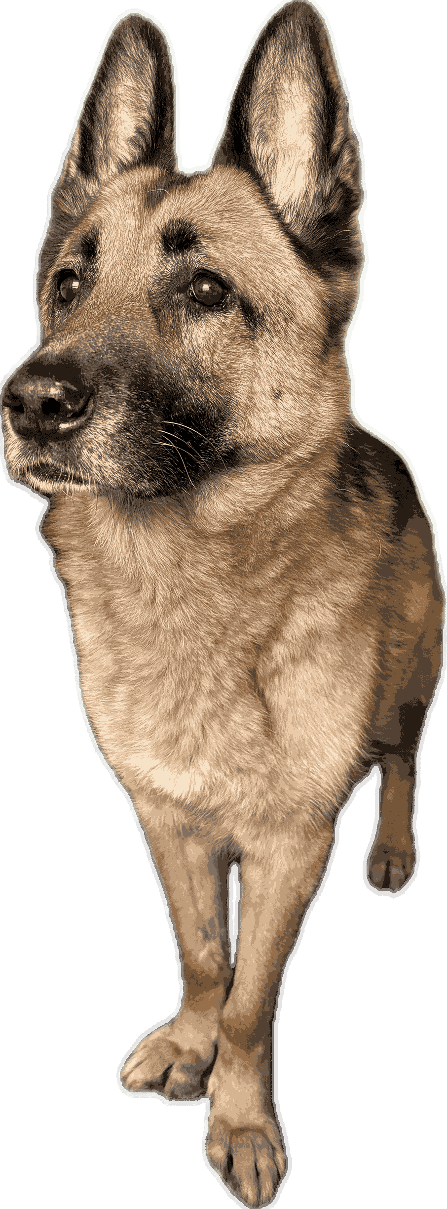 Hundetraining Hamburg