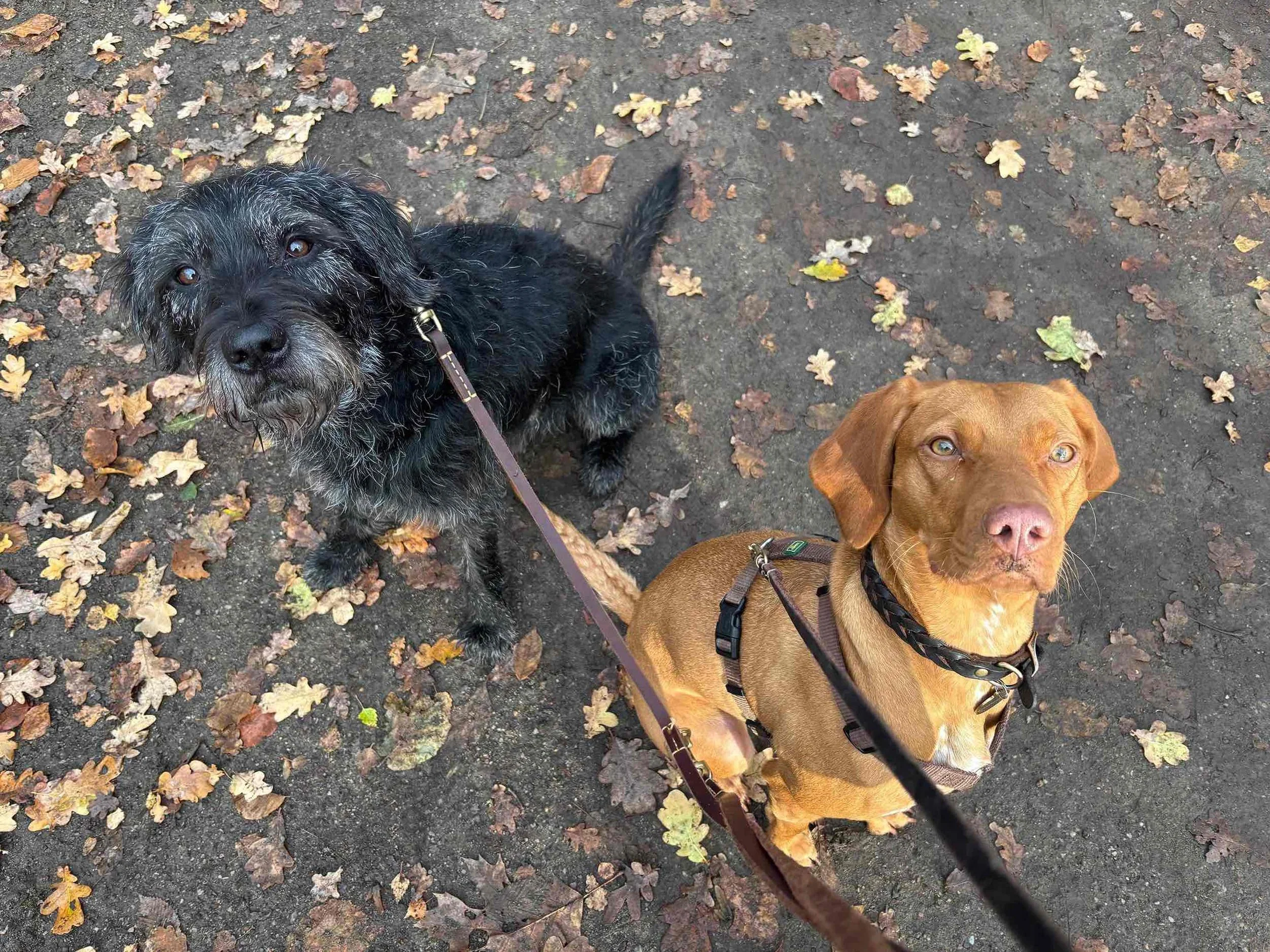 Hundeseminar Hamburg