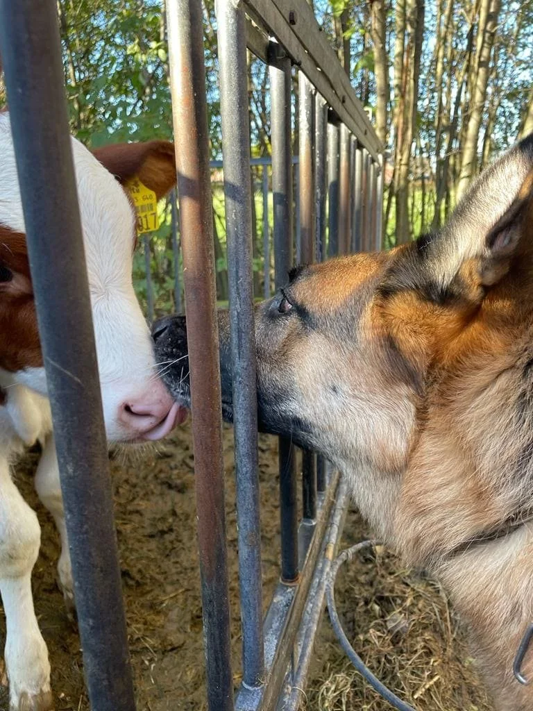 Hundetraining Hamburg