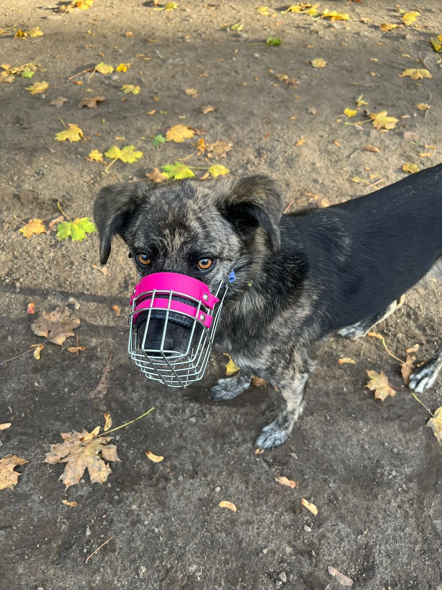 Hund mit angepasstem Maulkorb