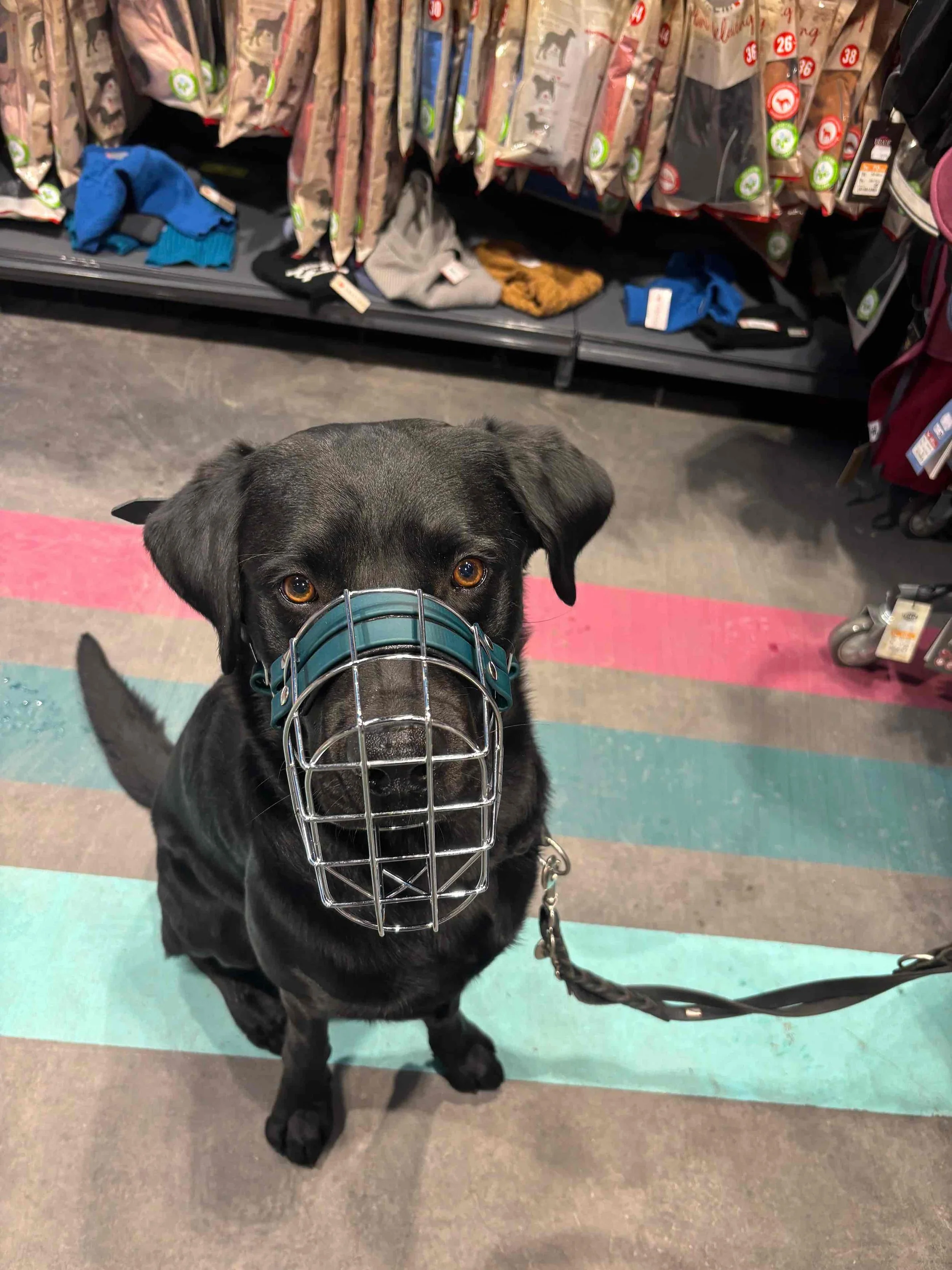 Maulkorbberatung Hamburg