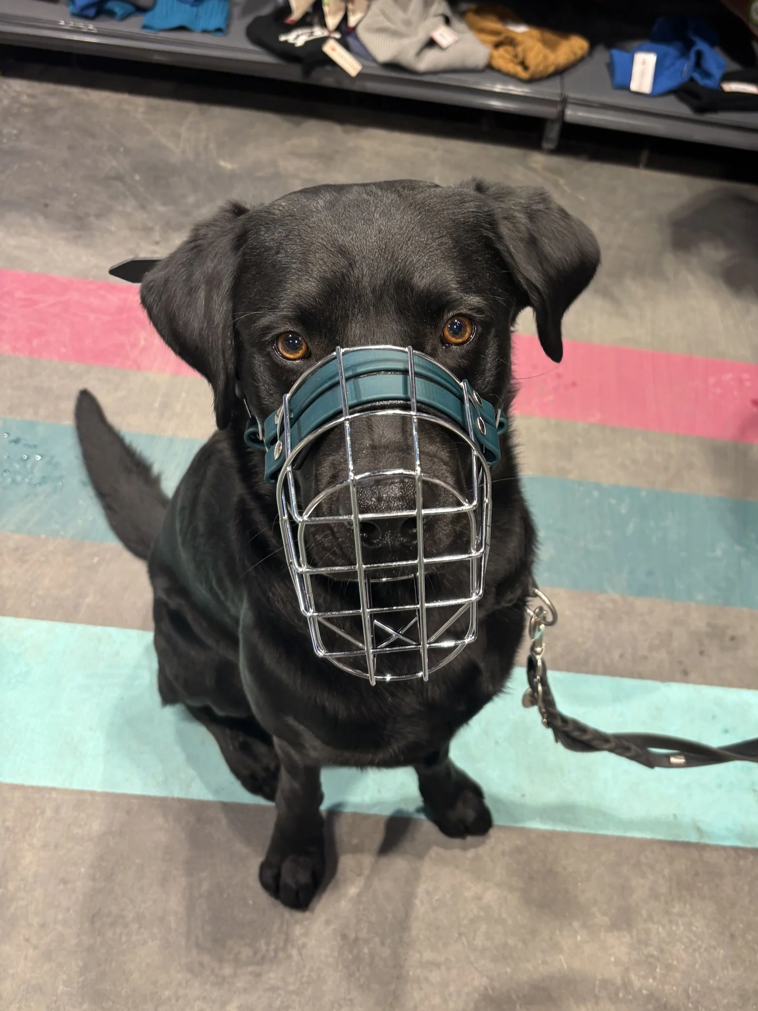 Labrador bei der Maulkorbberatung Hamburg