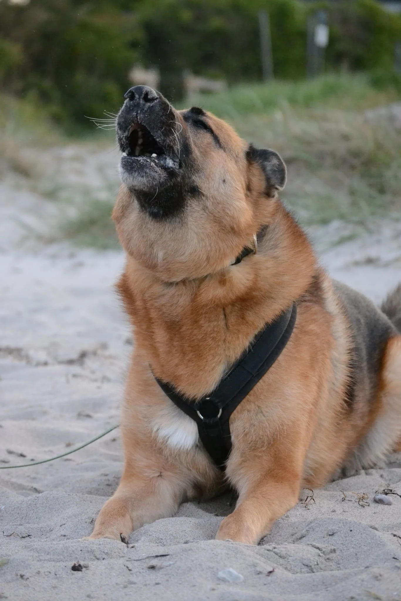 Hundetraining Hamburg