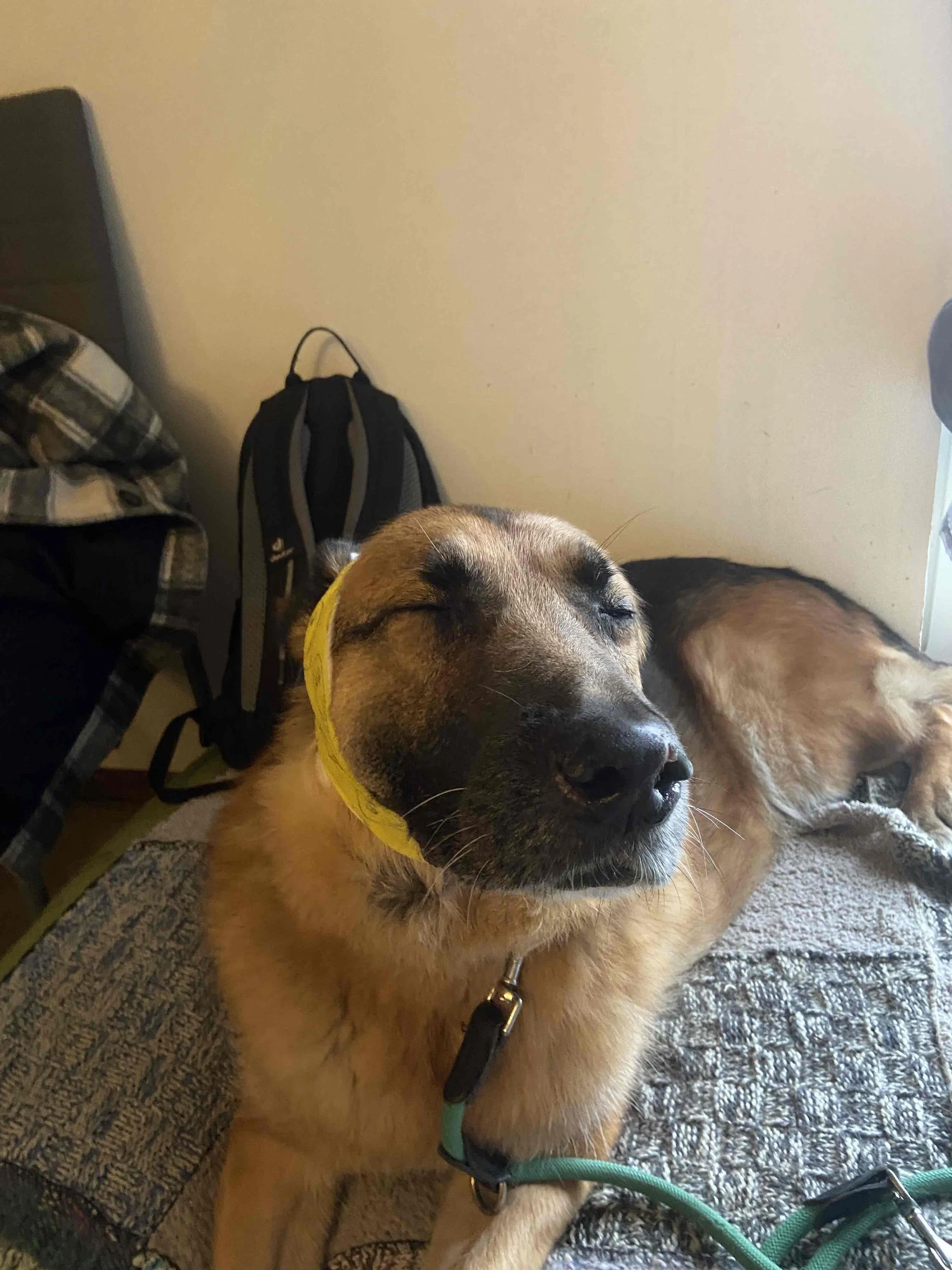 Mobiles Hundetraining in Hamburg und Umgebung