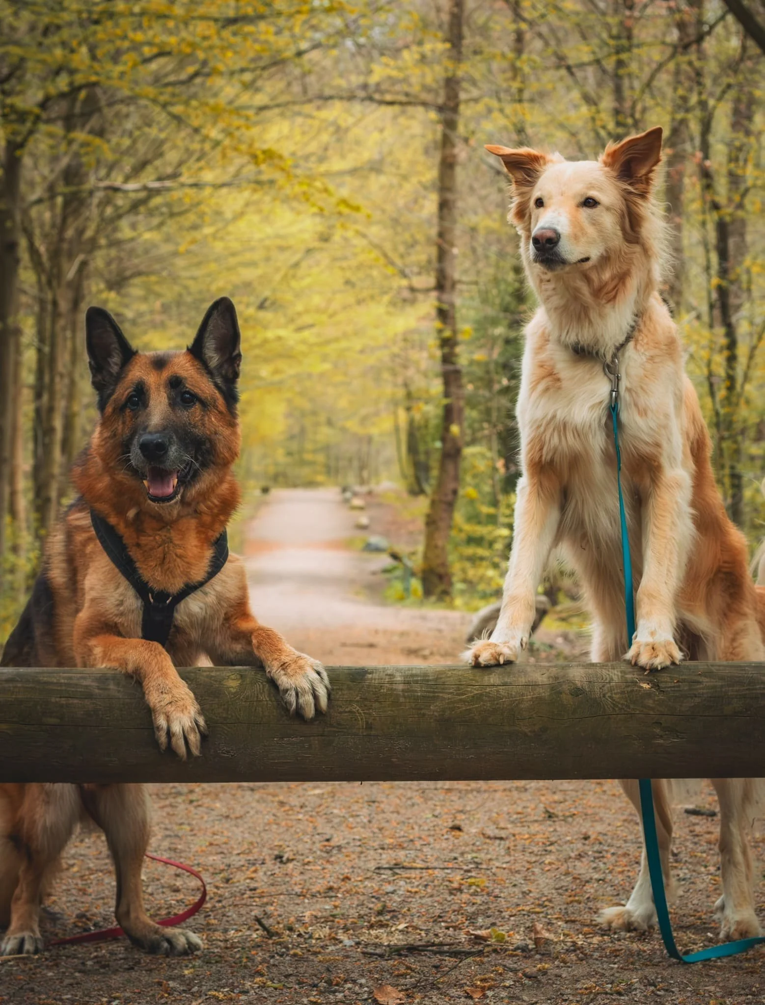 Hundebetreuung und Dogwalking in Hamburg West