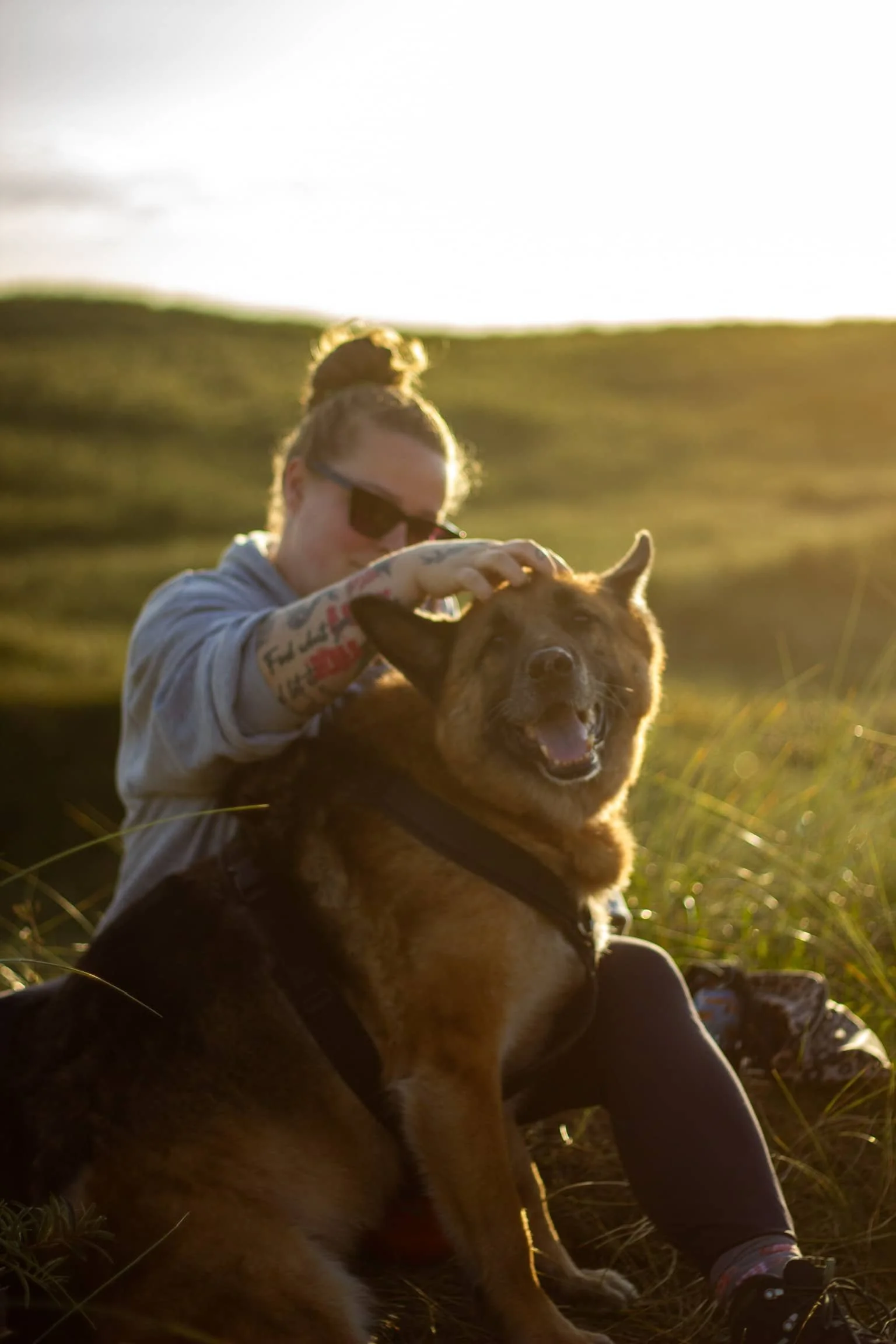 Hundeerziehung Hamburg