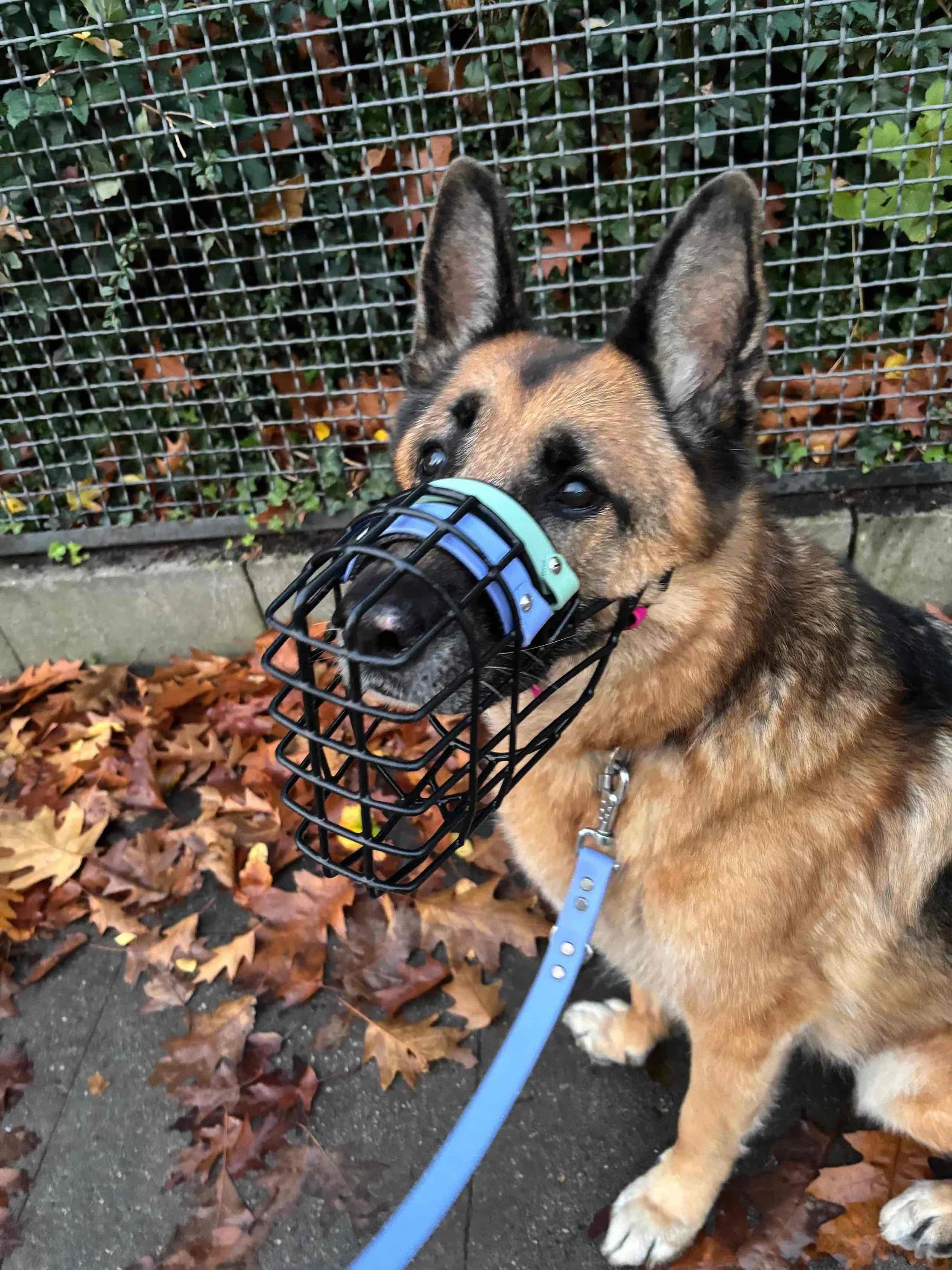 Deutscher Schäferhund mit einem angepassten Maulkorb