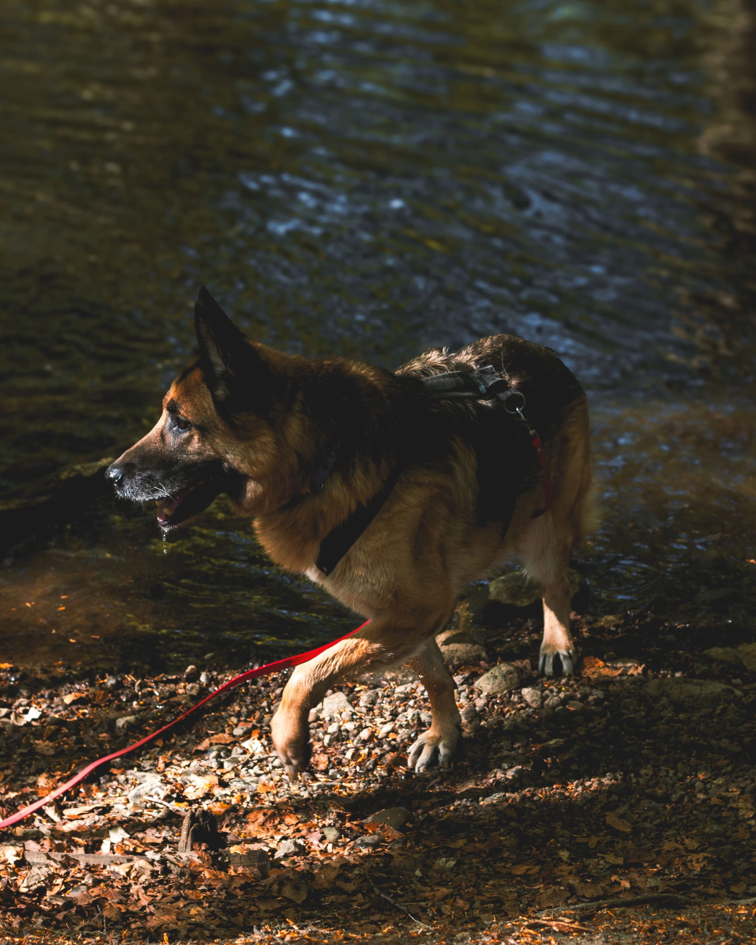 Schäferhund beim Dogwalking in Hamburg von Köter & Kumpanen