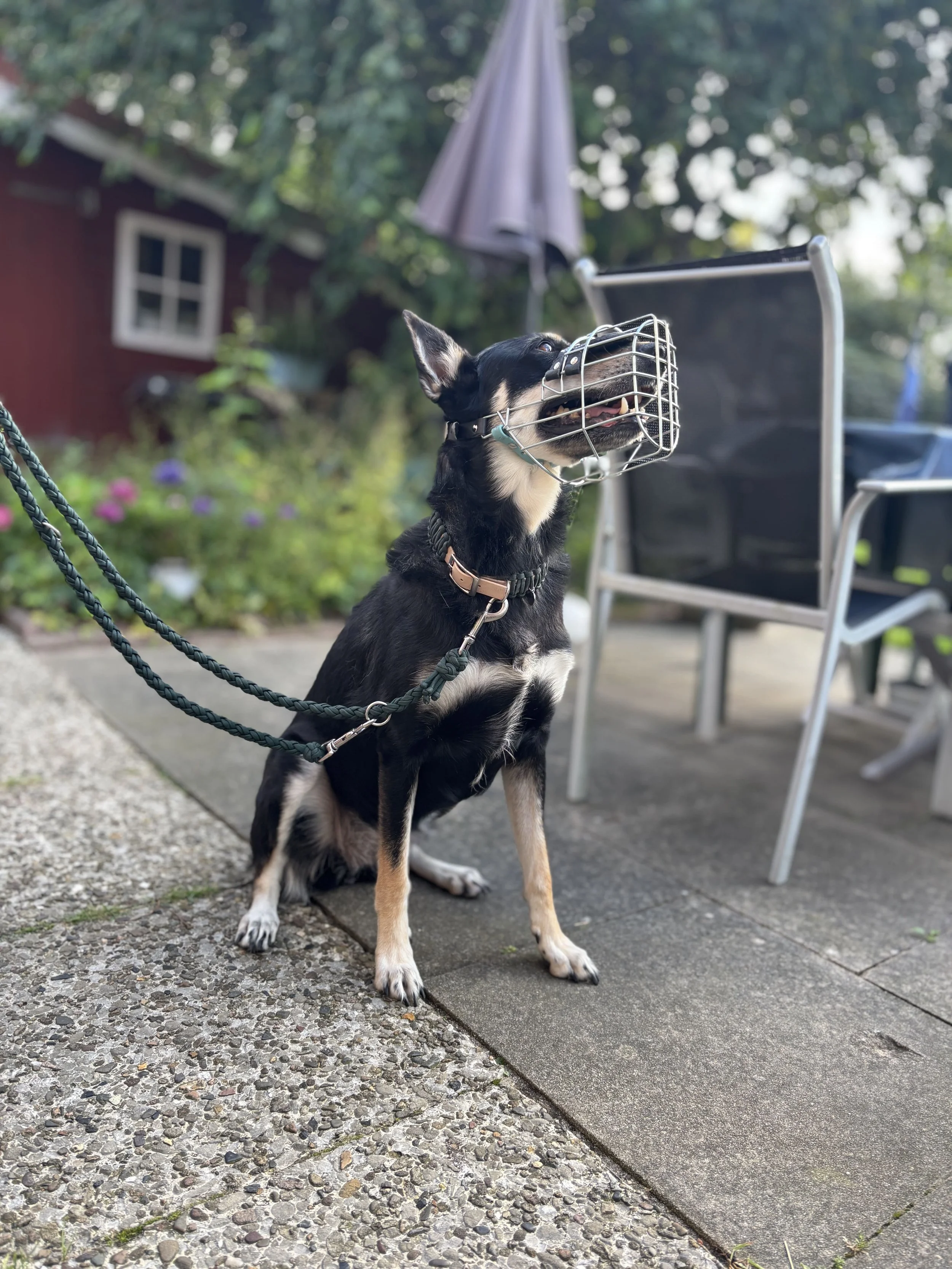 Hund bei der Maulkorb Beratung