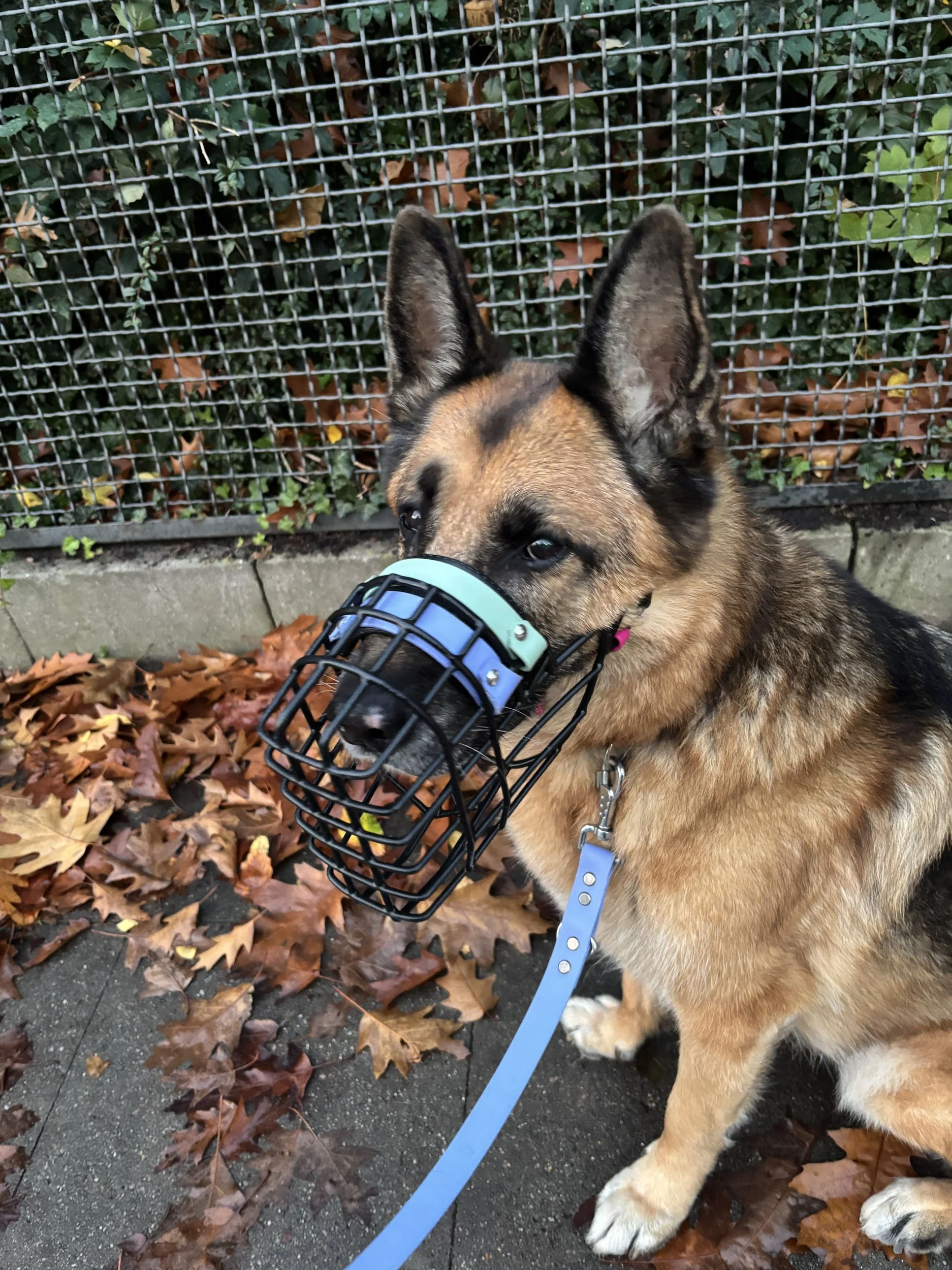 Schäferhund nach Maulkorbberatung von Köter & Kumpanen