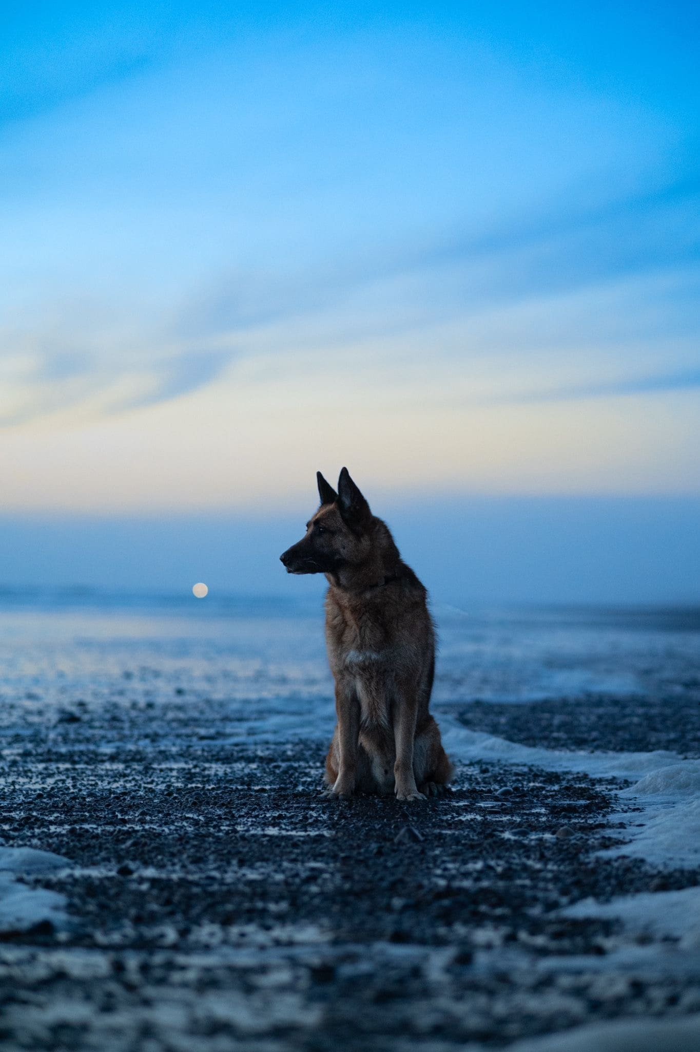 Hundewanderung Hamburg