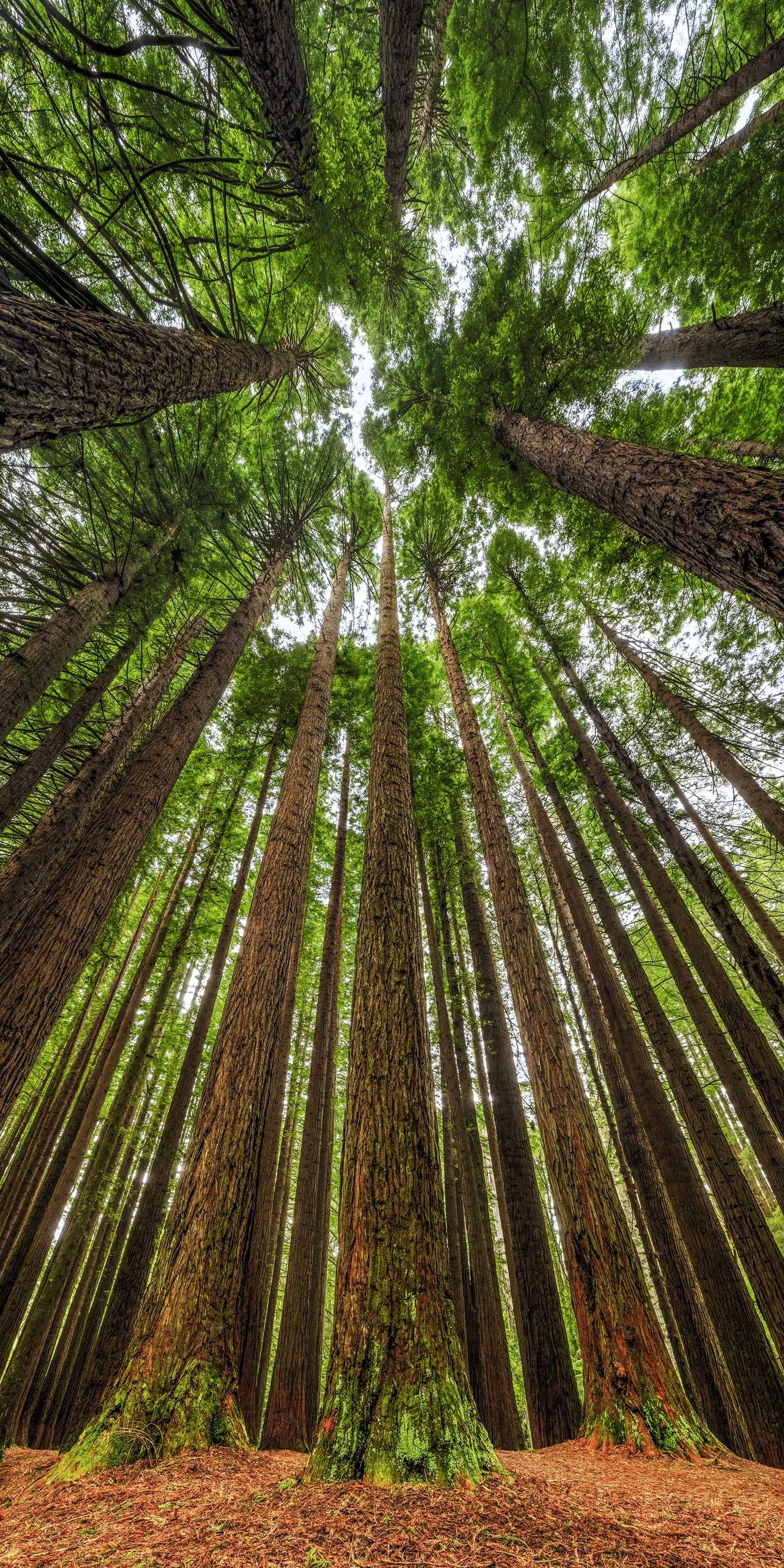 Roots of Life