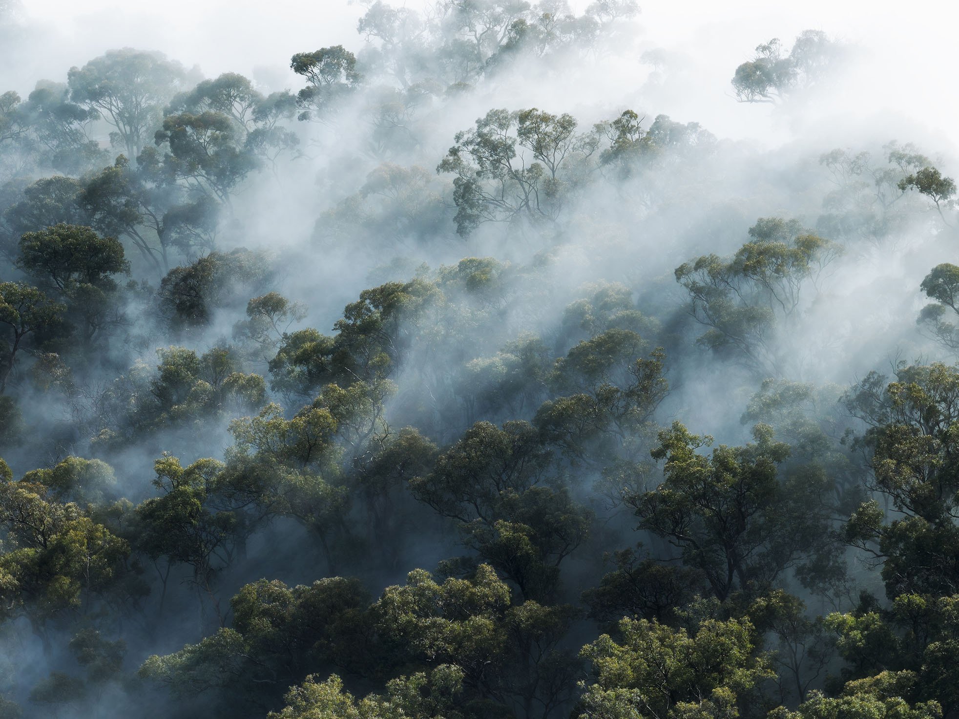Fog-gotten Forest