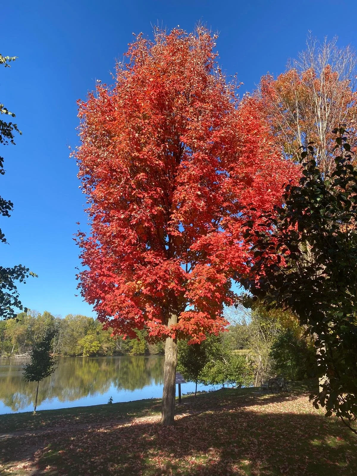 tree autumn red leaves water in background