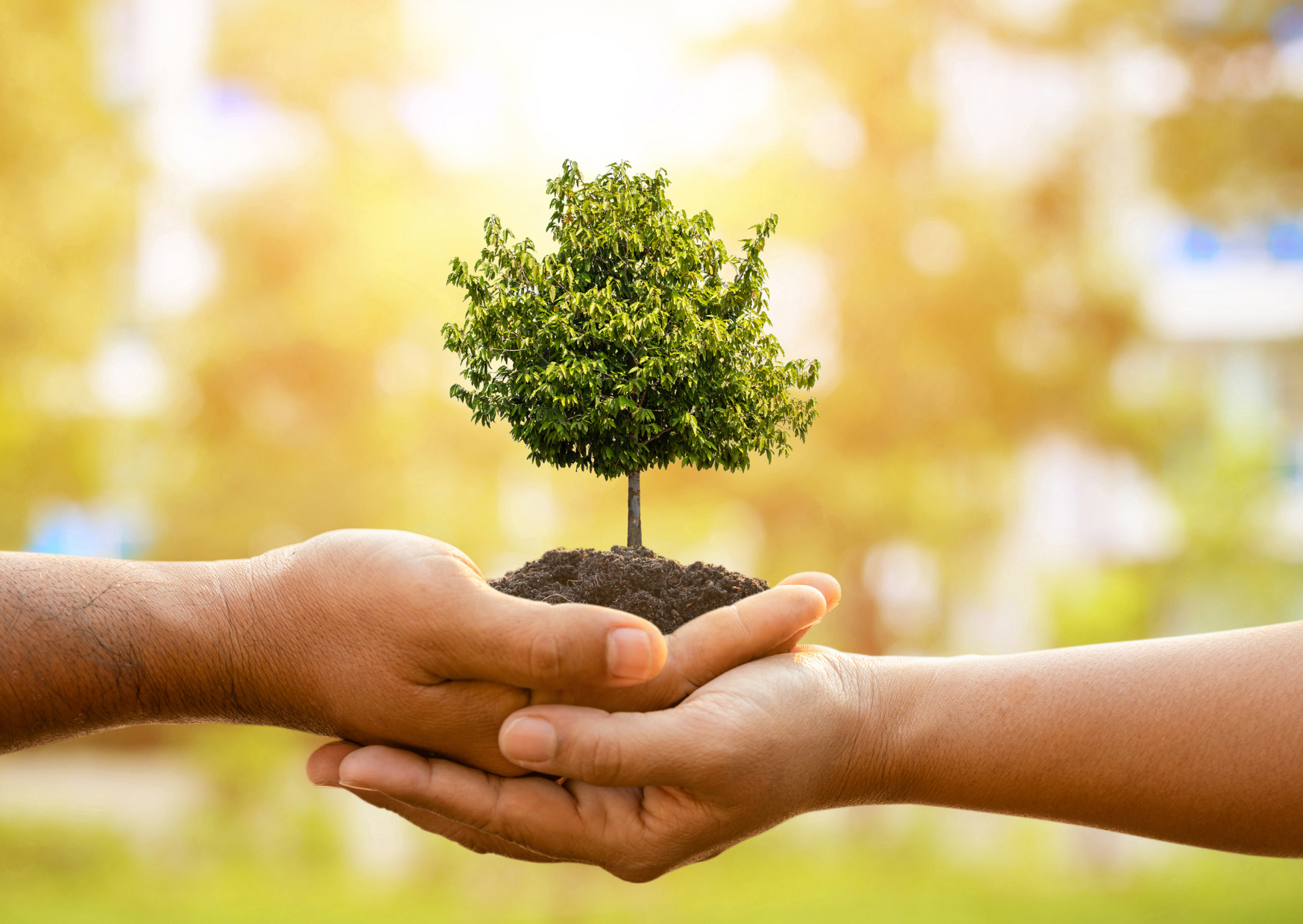 Hands holding soil with a small green tree growing from it, blurred outdoor background with sunlight.
