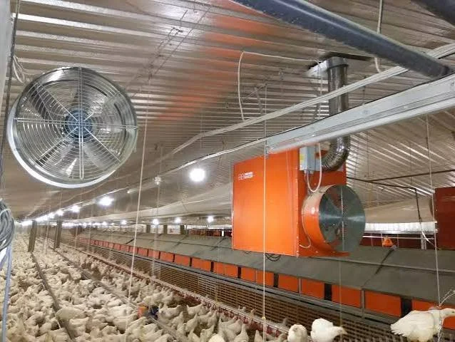 Managing the Impacts of Extreme Heat Across the Livestock Supply Chain - A FABRA UK Position Statement