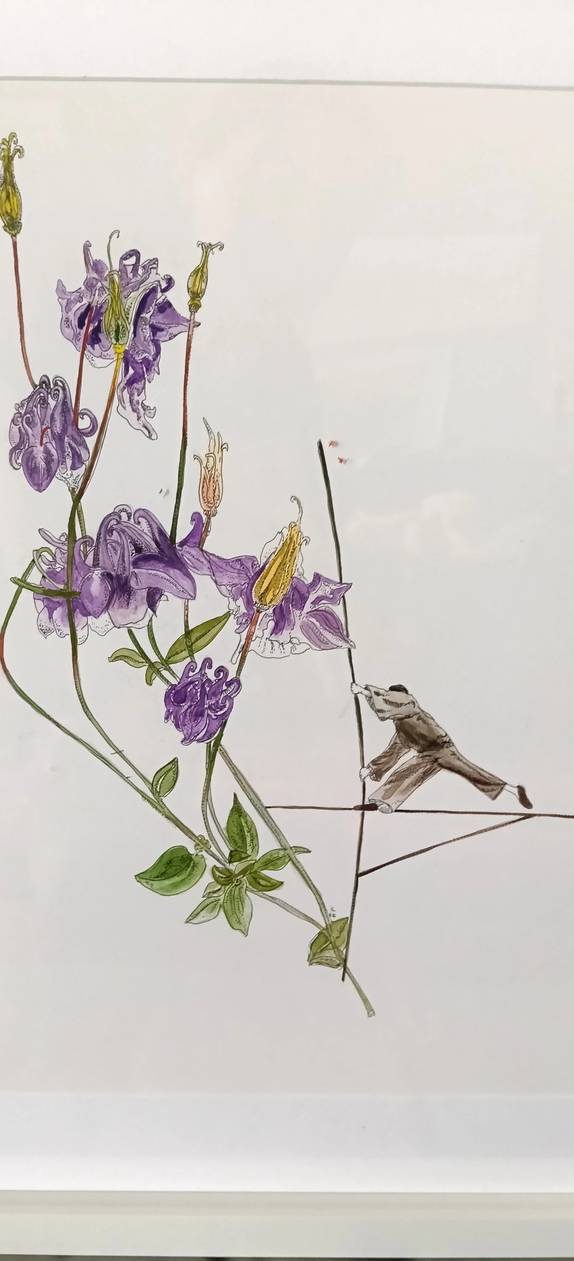 Aquilegia and the acrobat