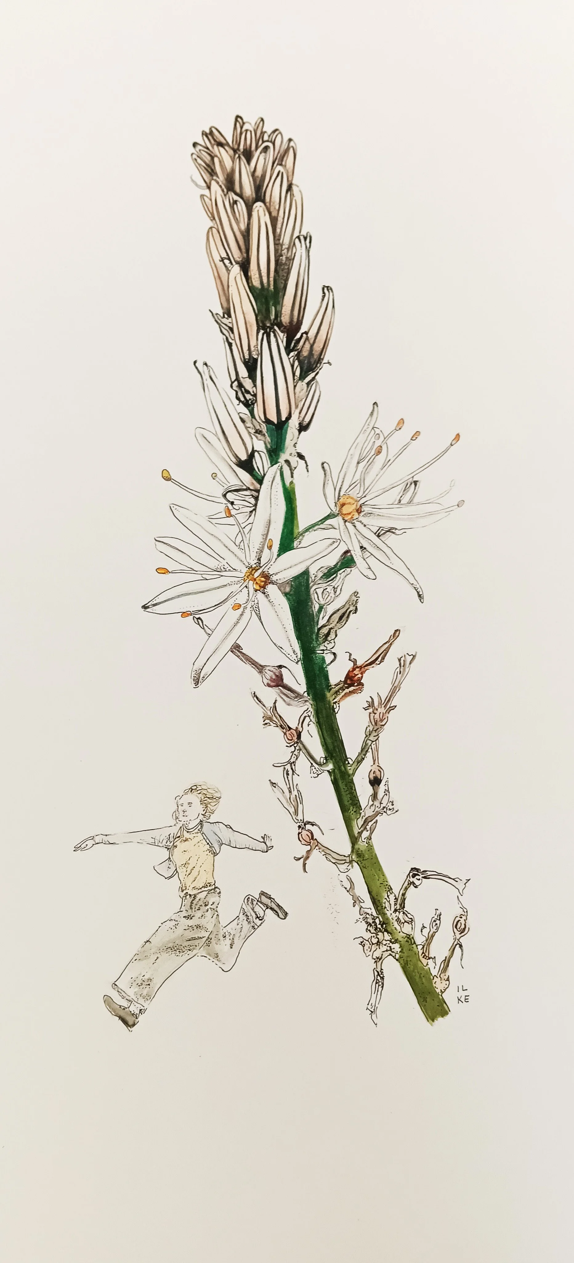Asphodelus and the city bug