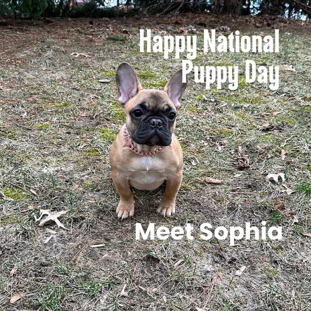 🐶✨ Happy National Puppy Day! ✨🐶

Meet Sophia 💚
Our adorable French Bulldog puppy who is officially in training to become part of the Growing Nurtured Minds family! Sophia isn&rsquo;t just cute&hellip; she&rsquo;s on a mission! 🐾
She&rsquo;s learn